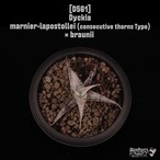 【送料無料】Dyckia marnier-lapostollei(連棘タイプ) × braunii〔ディッキア〕現品発送D561