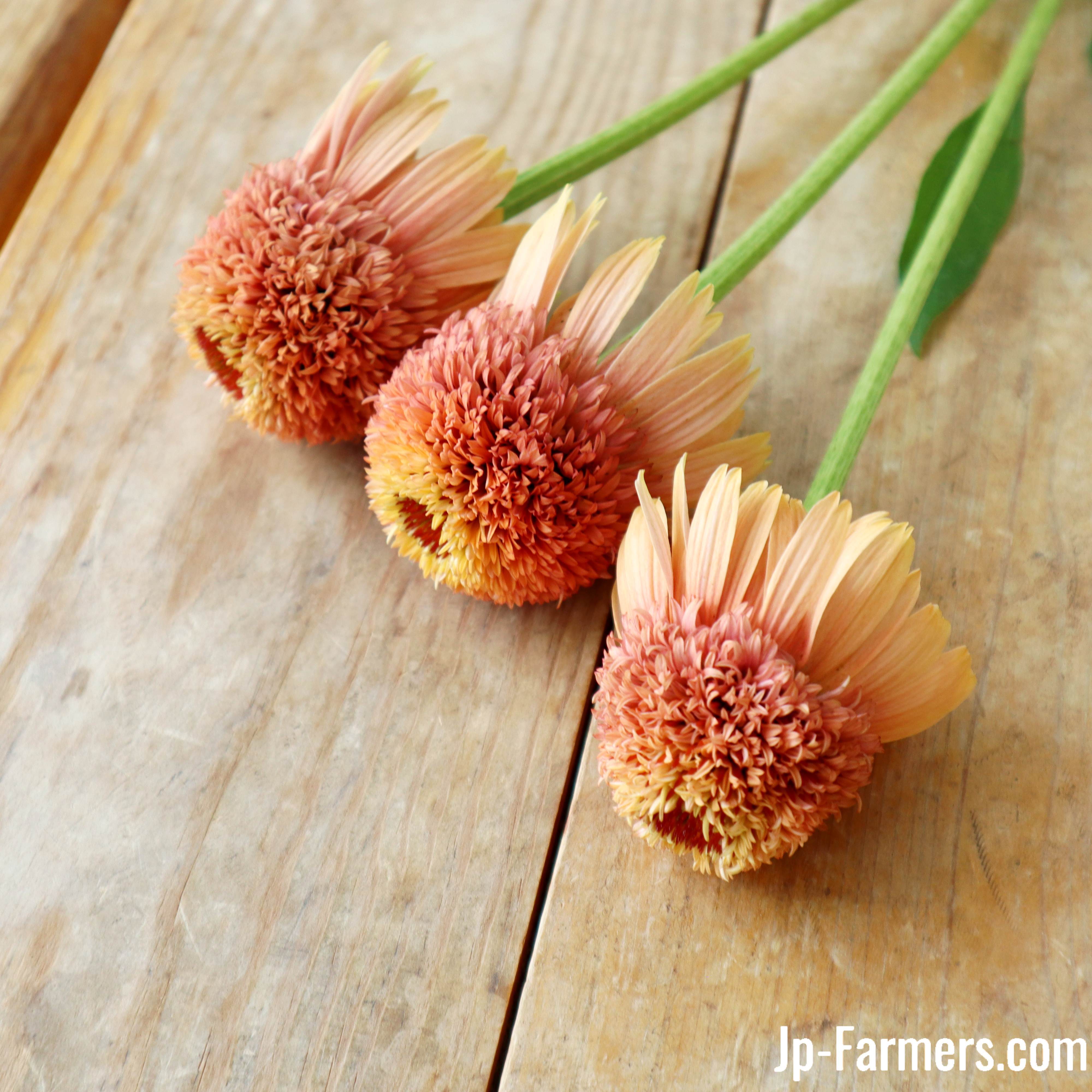 フラワースピリット エキナセア シュープリームカンタロープ | 新鮮