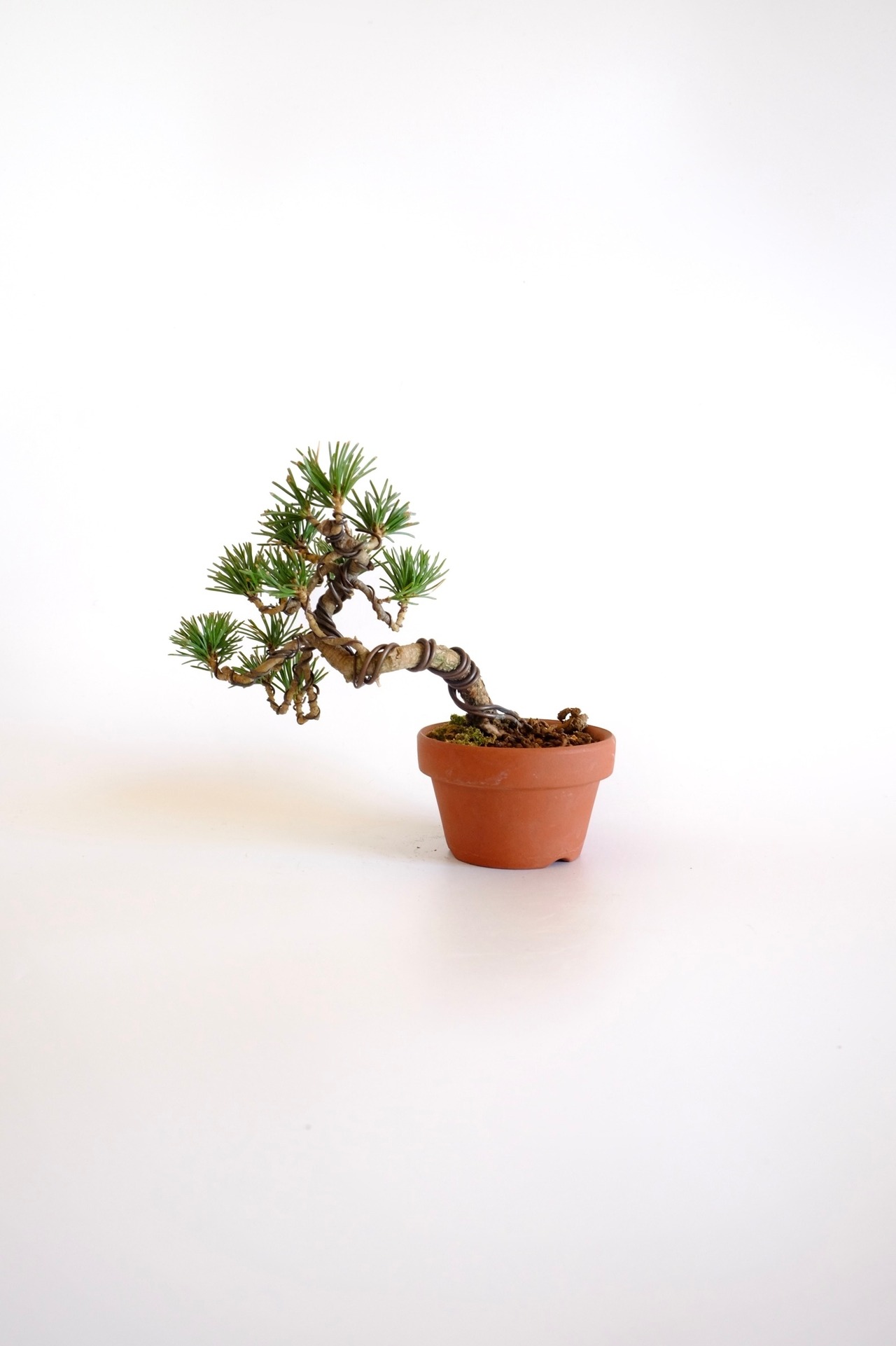 19.五葉松 豆盆栽 Goyo Matsu (White Pine)