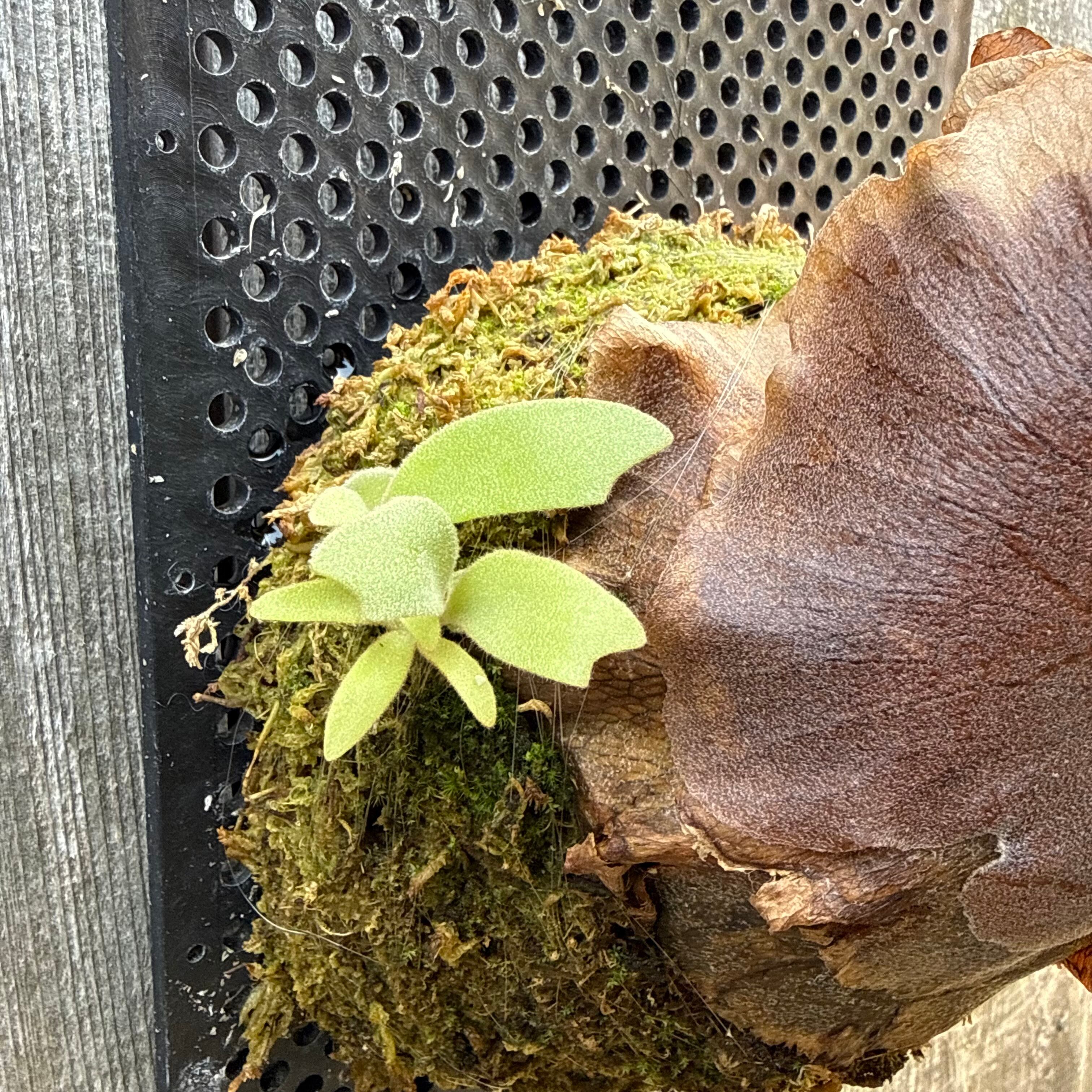 P. willinckii cv. Aplus sporelings select | naturefix