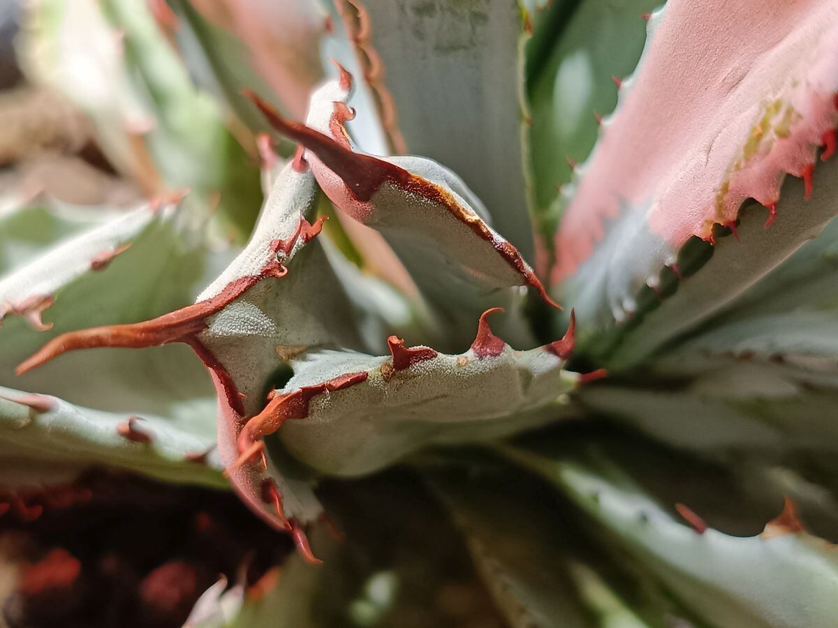 Hechtia lanata ヘクチア ラナータ | サボテンと多肉植物の店