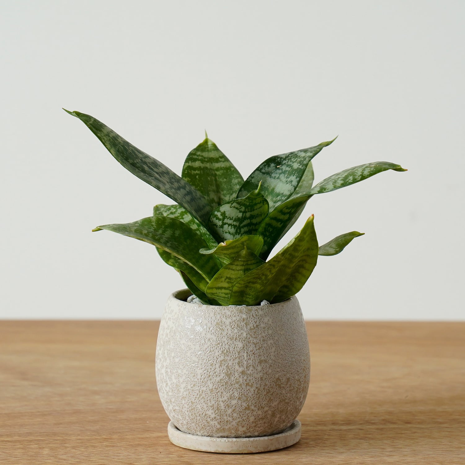 AYANAS STANDARD | AYANAS（アヤナス）｜観葉植物のセレクトショップ・通販