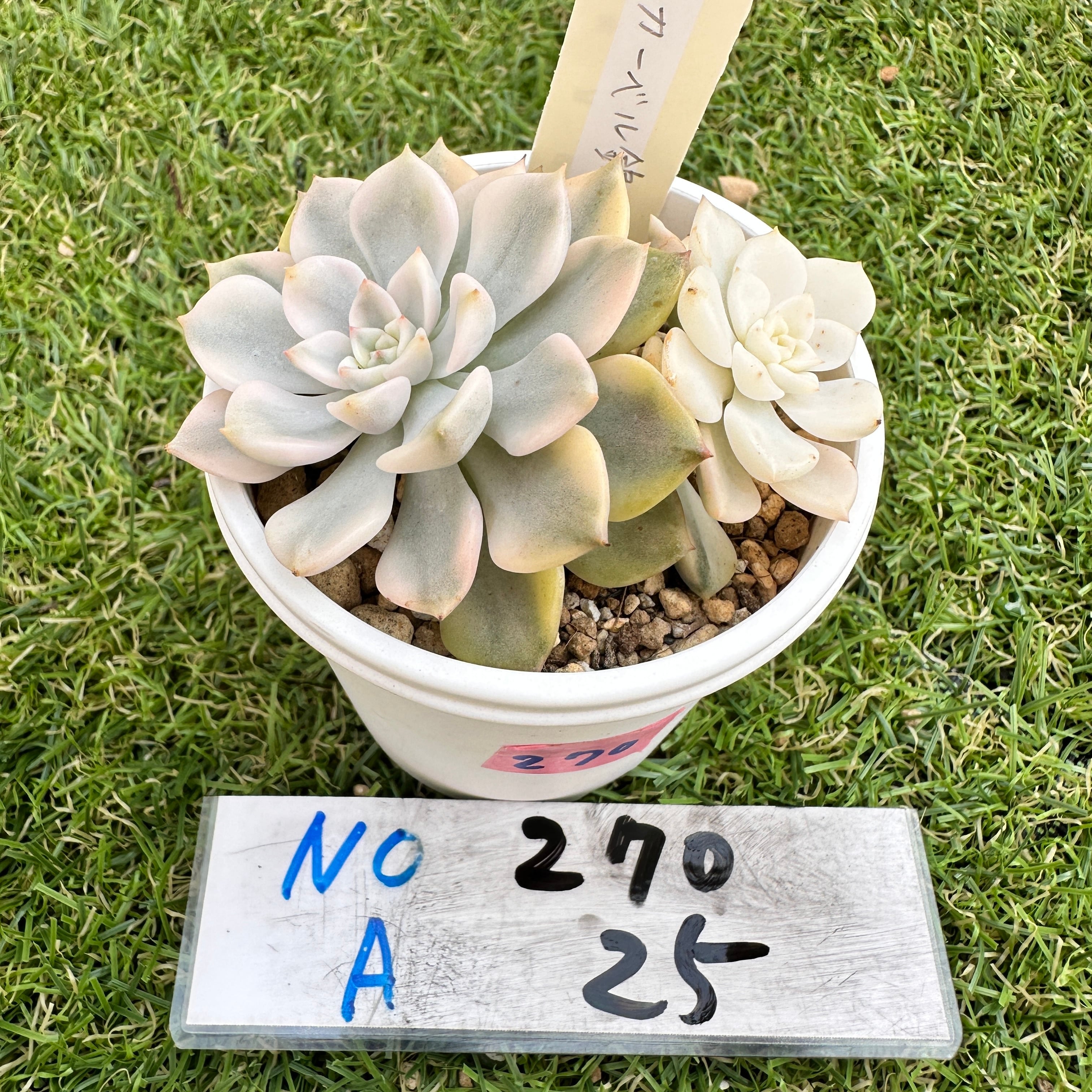 アエオニウム | TOMOZOUEN