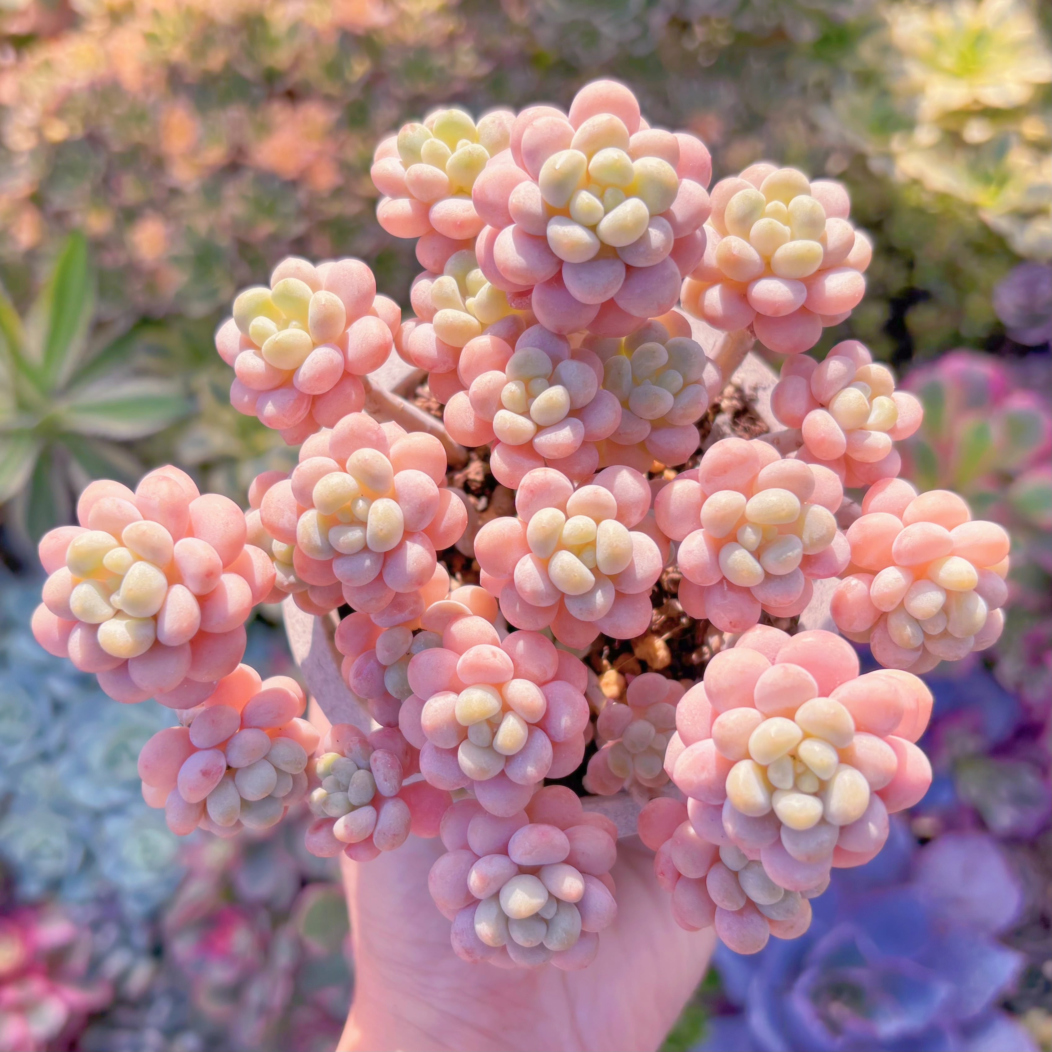 現品　丸葉ストロベリーミルク#A023　美苗　群生　るる農園