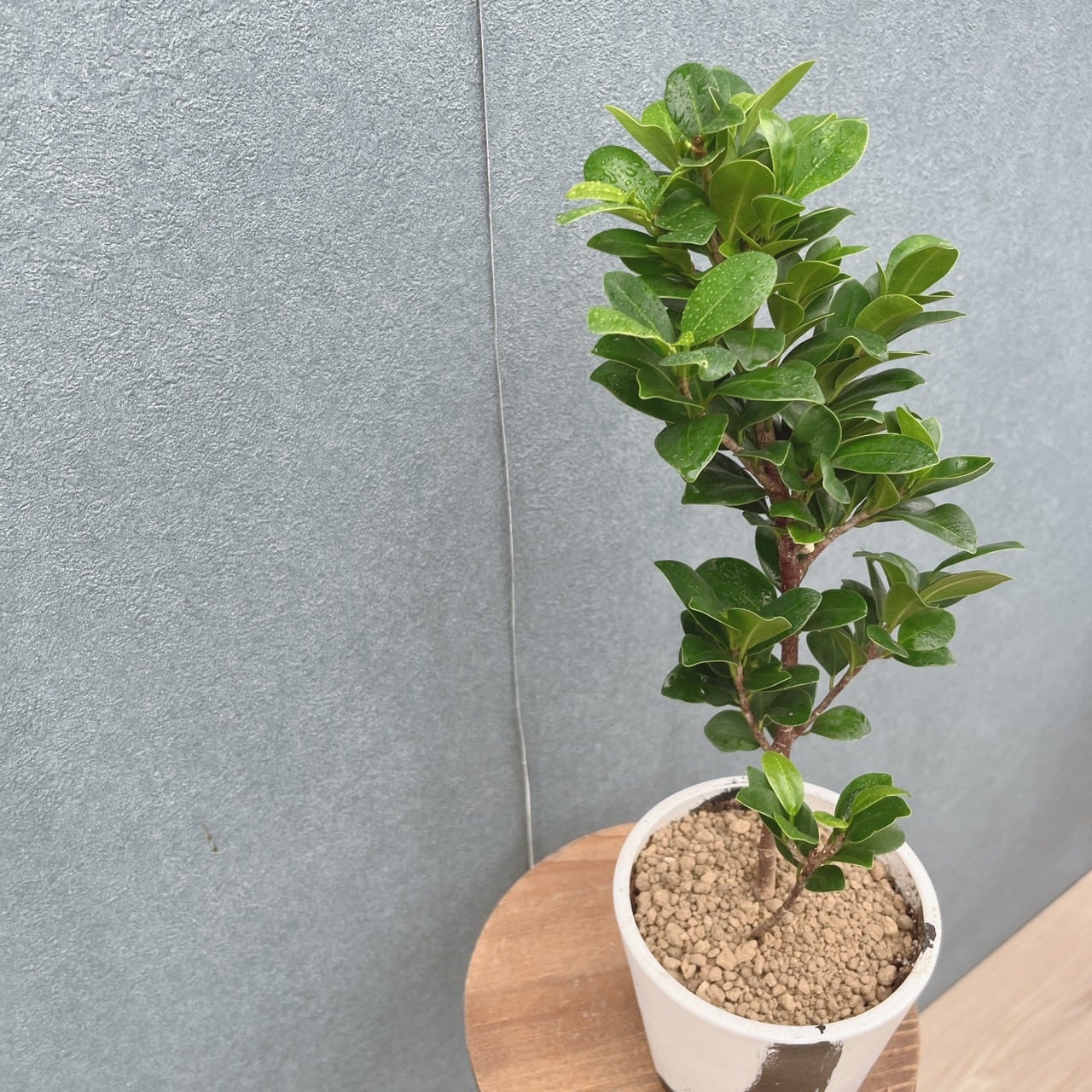 現品］【希少】☆レア☆ R オキナワコバガジュマル 4号 観葉植物 室内