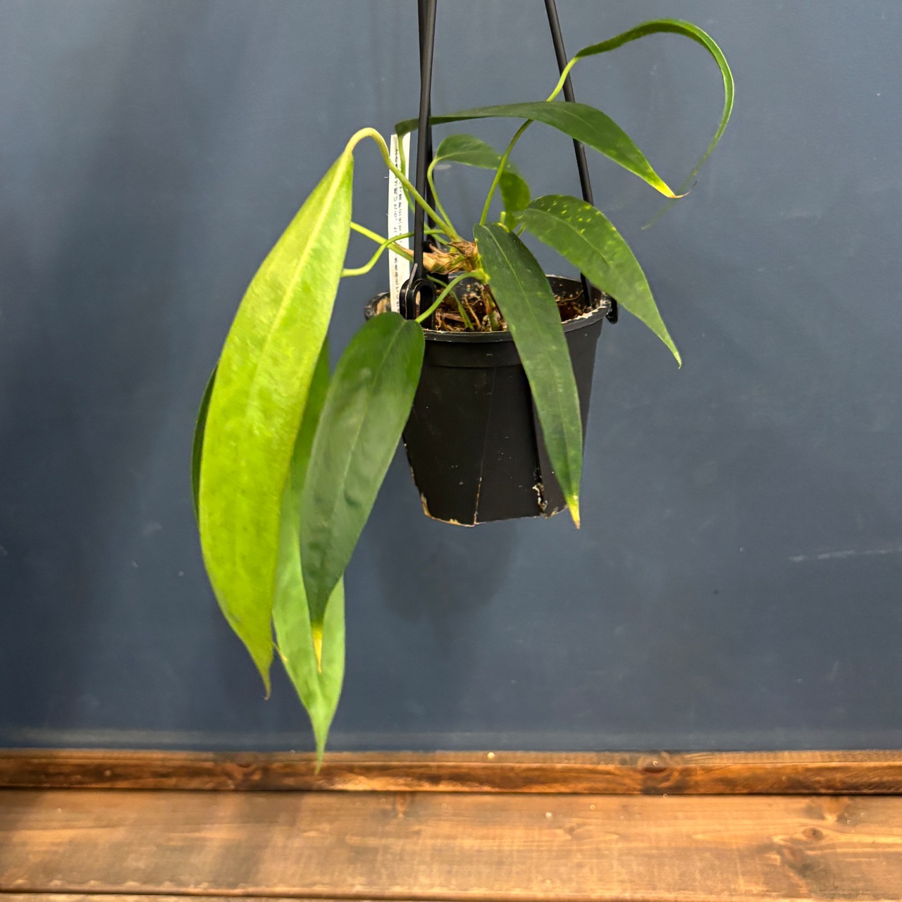 アンスリウム　ウェンドリンゲリ【25】