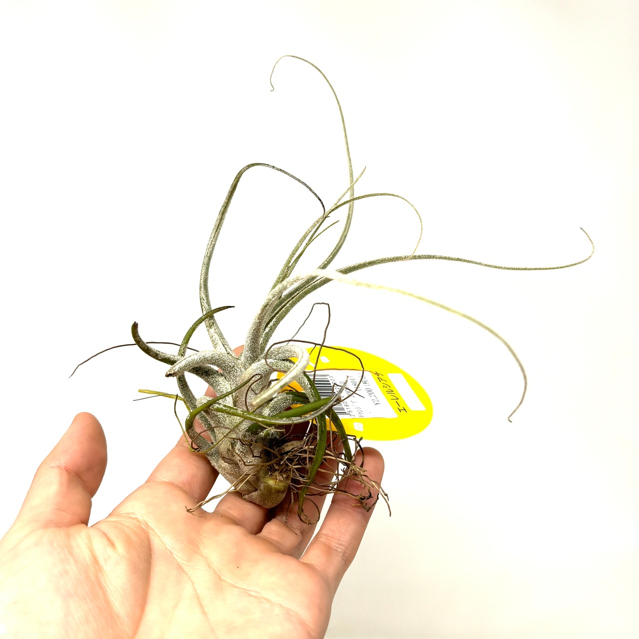 チランジア　エーレルシアナ【010】