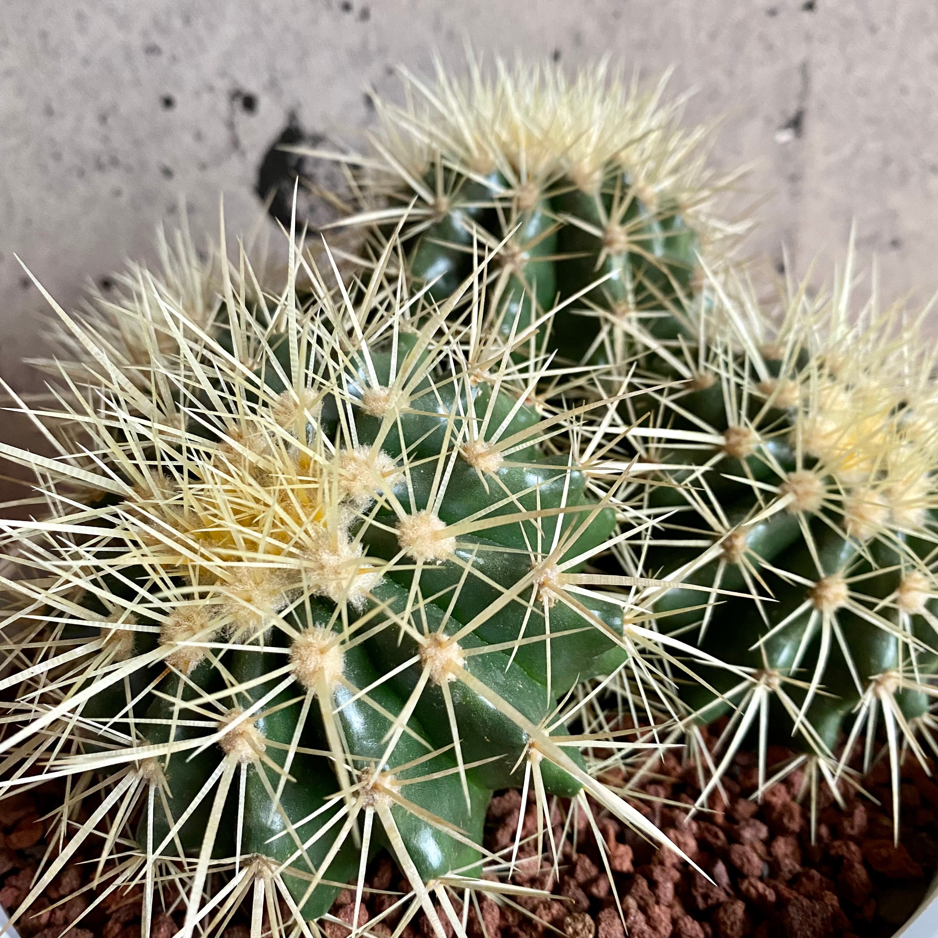 サボテンの王様 金鯱 群生 3株‼️ ロックガーデン