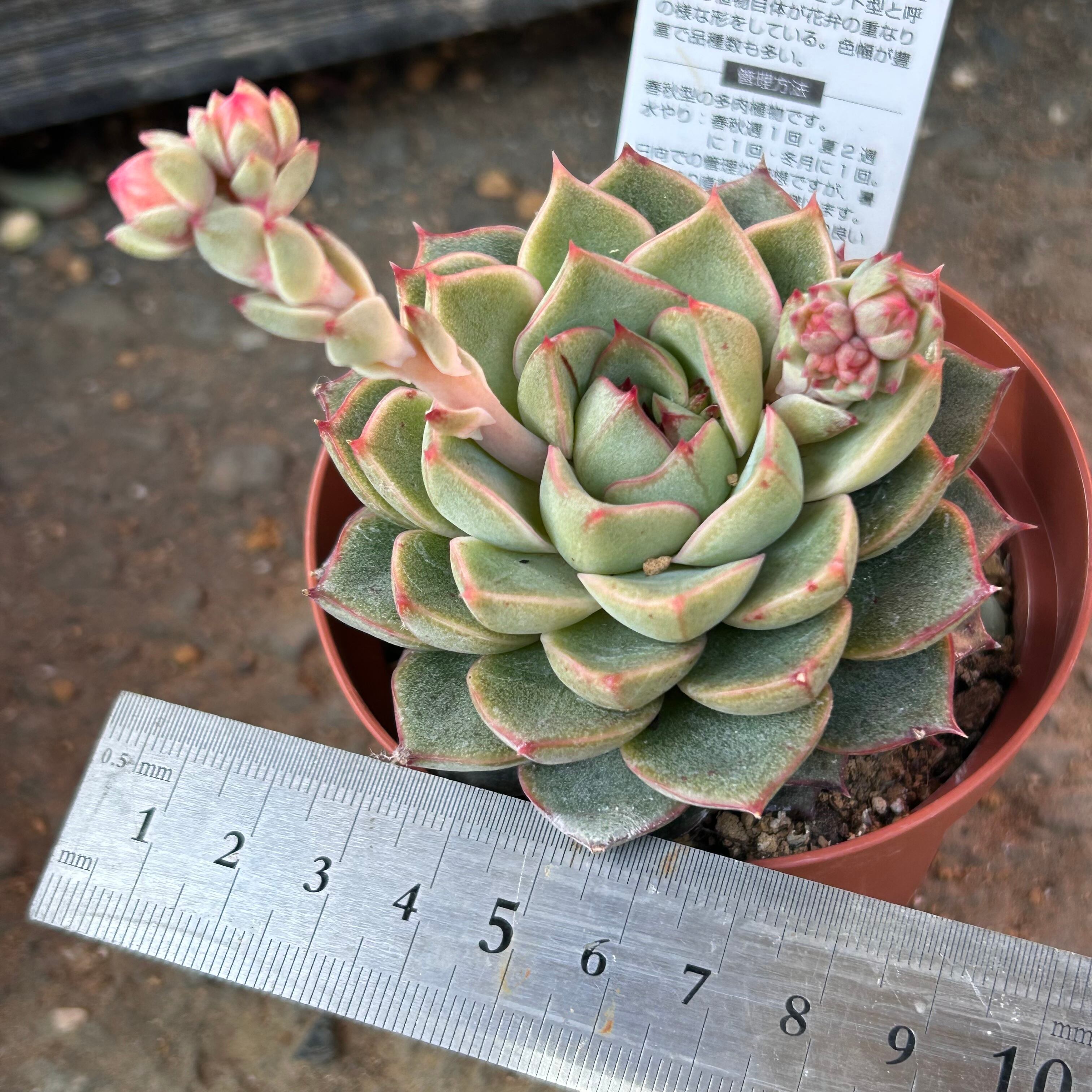 ファビオラ | RuPo 多肉植物専門店 