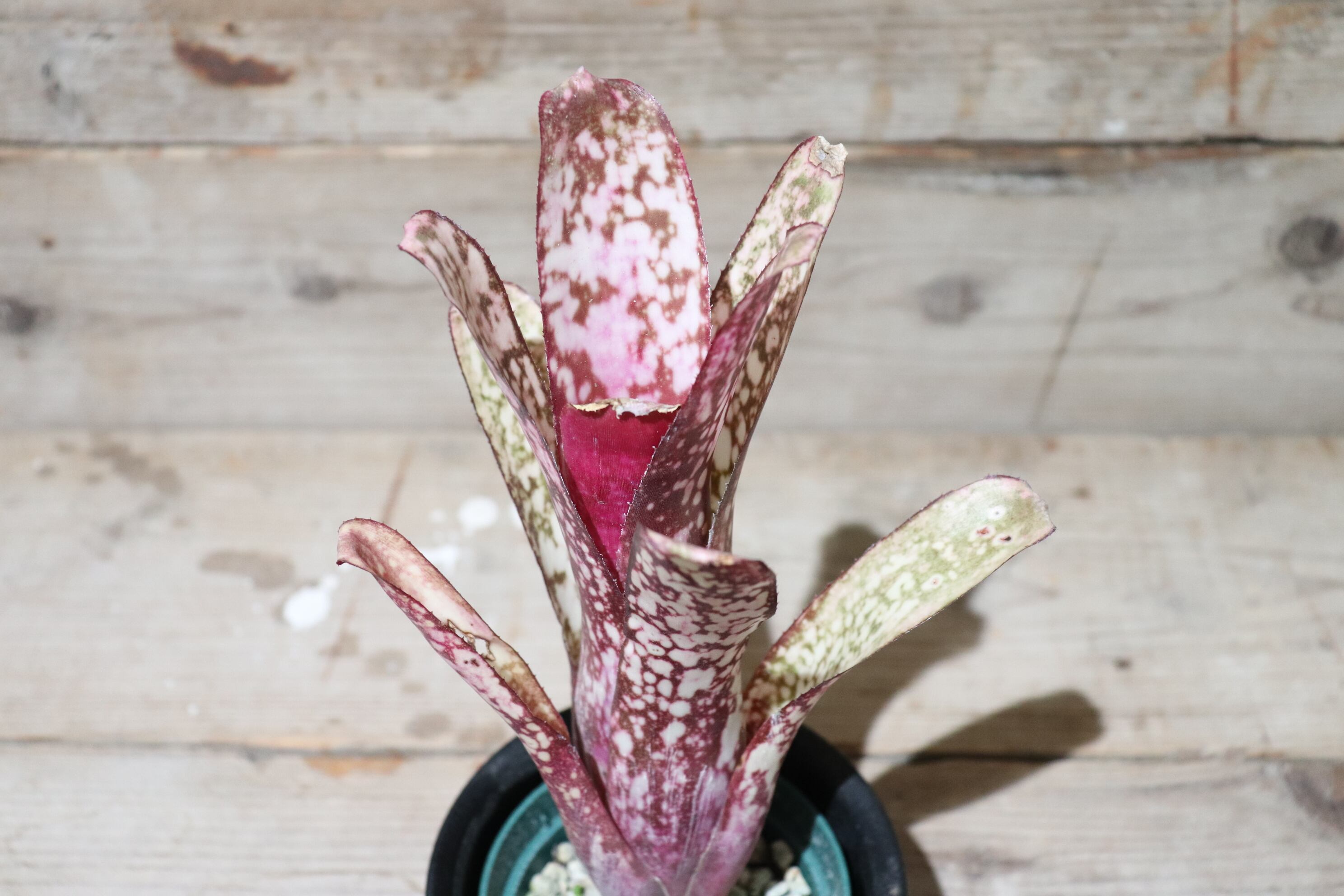 ブロメリア　billbergia don beadle 1601 ブロメリア billbergia don beadle 1601 - メルカリ