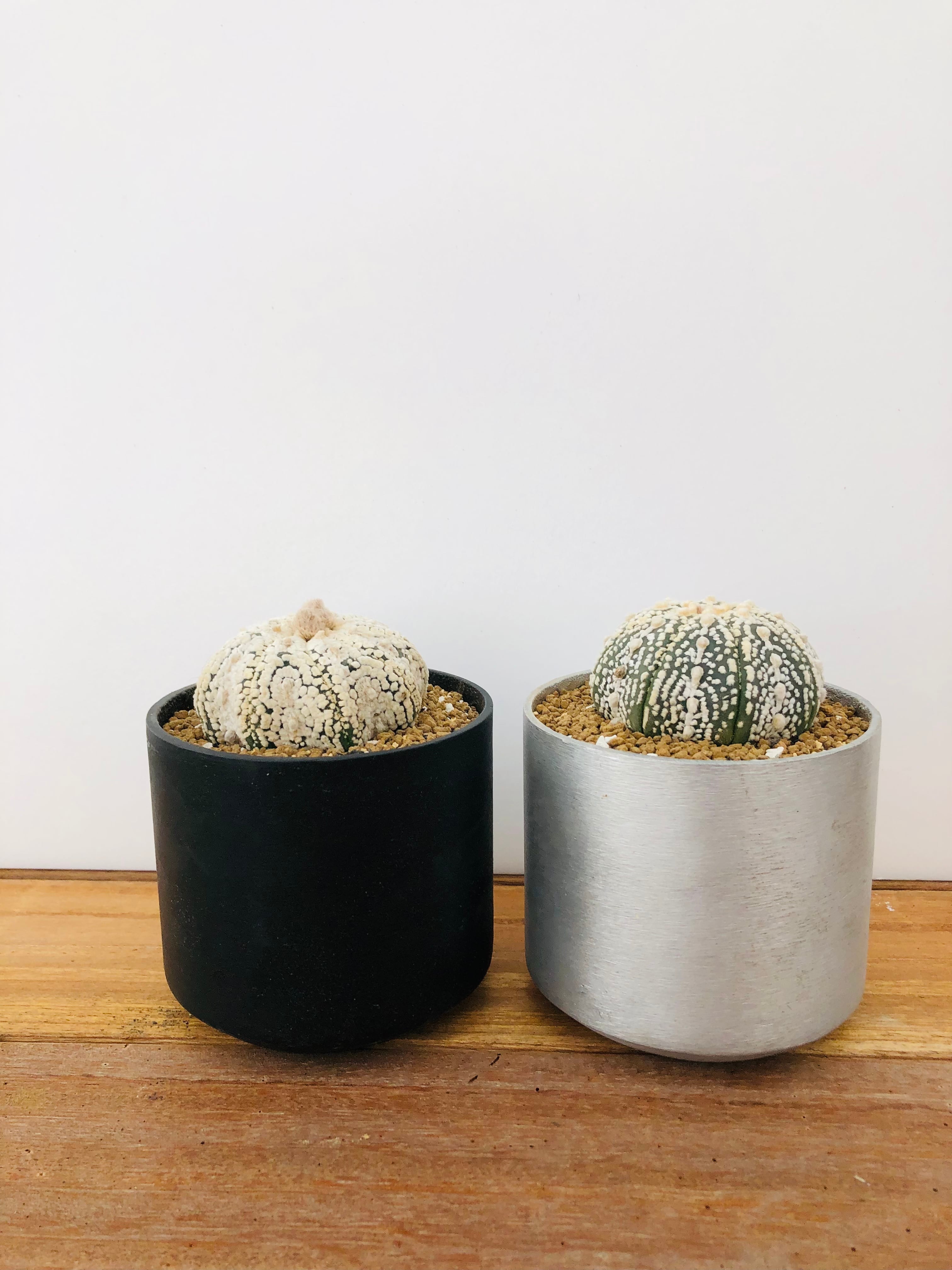 Astrophytum asterias 兜丸 サボテン スーパー兜 ラウンドポット