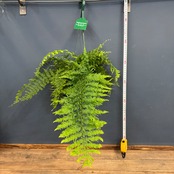 ゴニオフレビウム　ナイティ【1049】