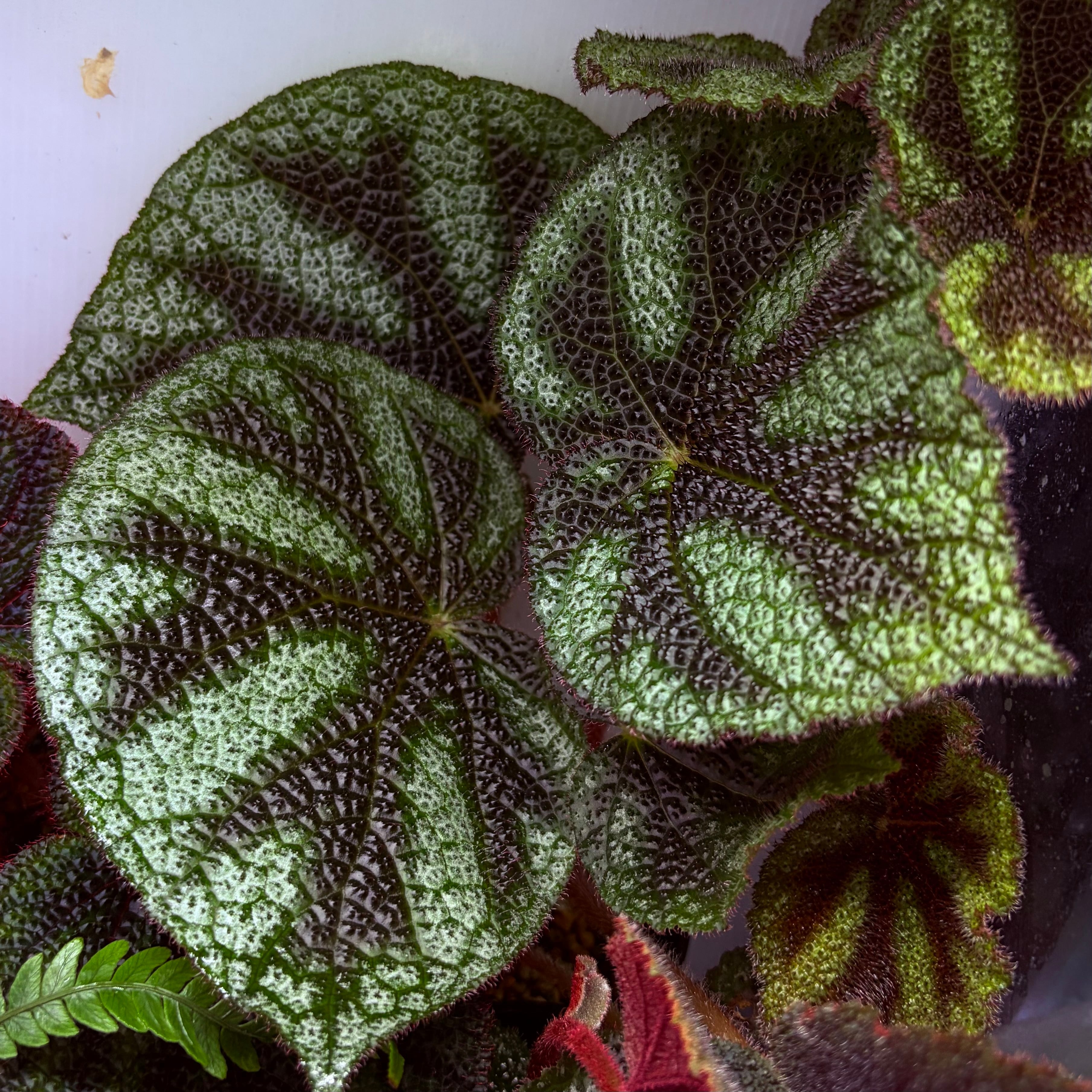 Begonia sp. Thailand Black 原種ベゴニア | 熱帯雨林植物専門店 トイ