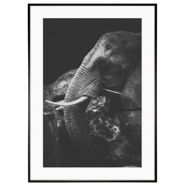 動物写真 象 インテリア モノクロアートポスター額装 AS1309