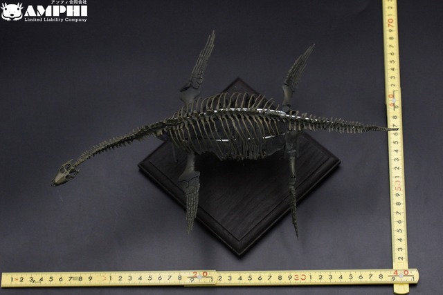 プレシオサウルス類 縮小全身骨格模型 アンフィ合同会社