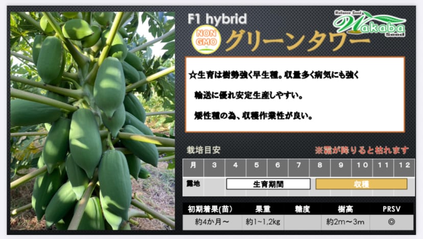 青パパイヤ種子10粒規格「グリーンタワー」 | wakabaseed