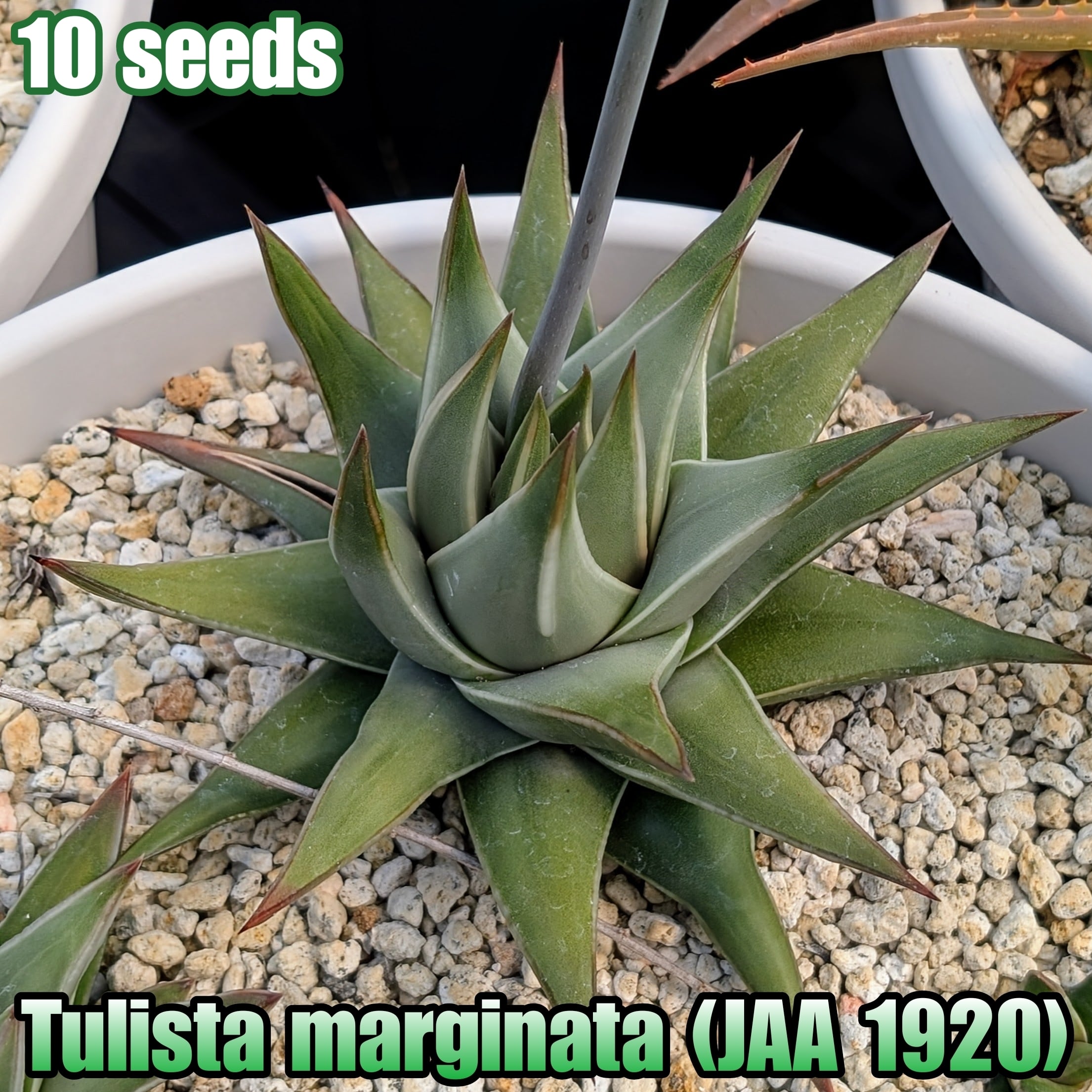 種子/10粒】Tulista marginata (JAA 1920)/ツリスタ・マルギナータ