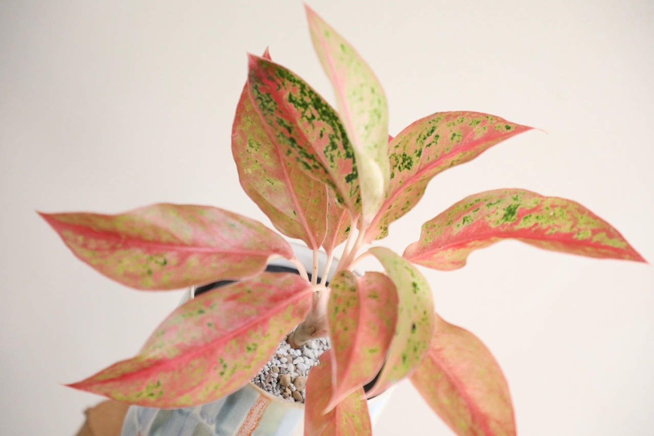 【希少】【M】アグラオネマ プレステージ/Aglaonema ※陶器鉢カバー付き