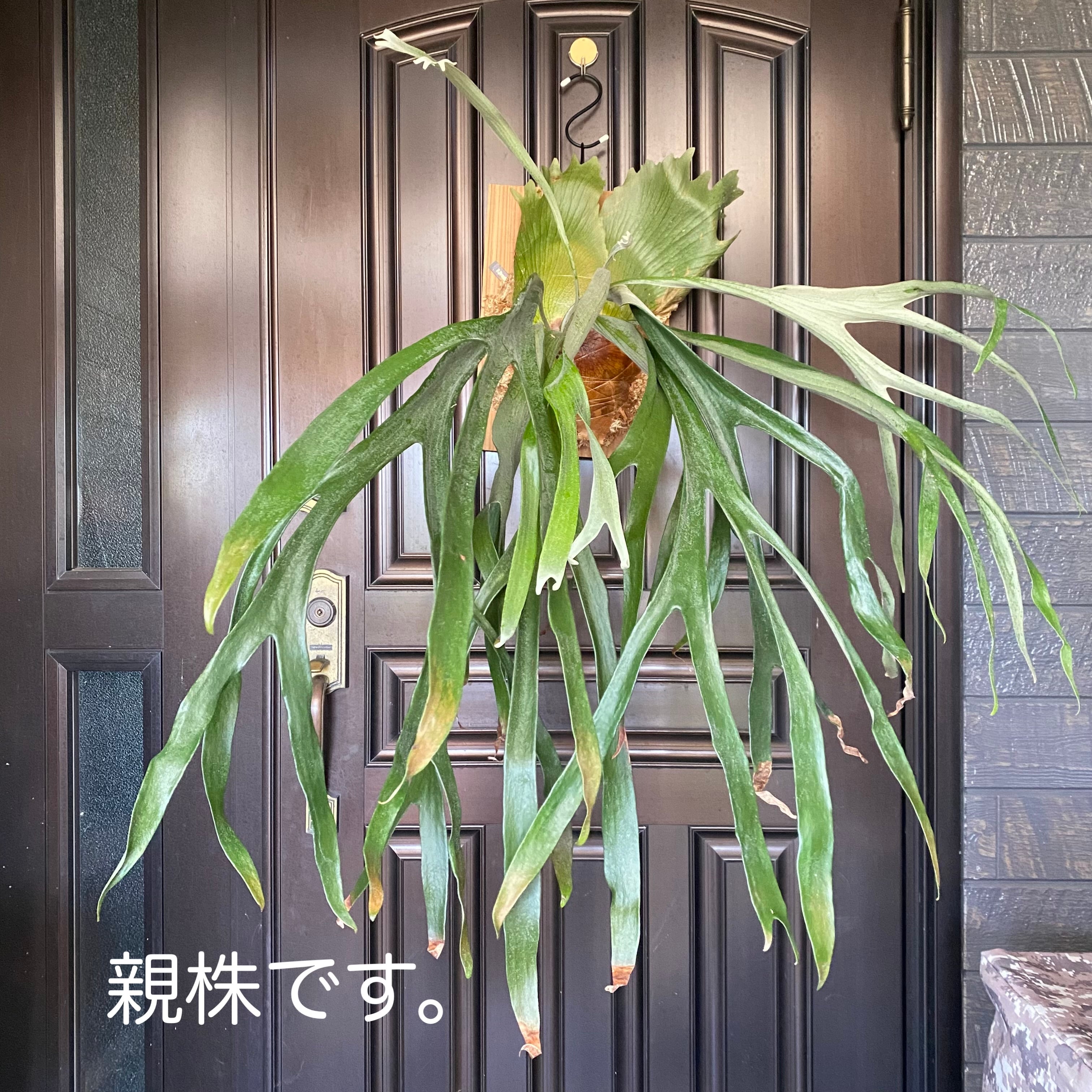 ビカクシダ | Planet Plants プラネットプランツ