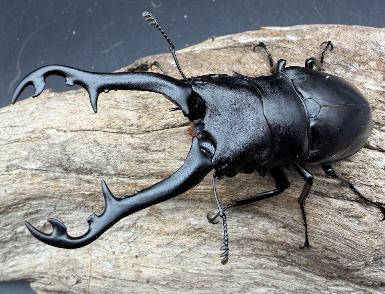 【WD】《 ギラファノコギリ亜種ボロブドゥール 95.5mm ペア》