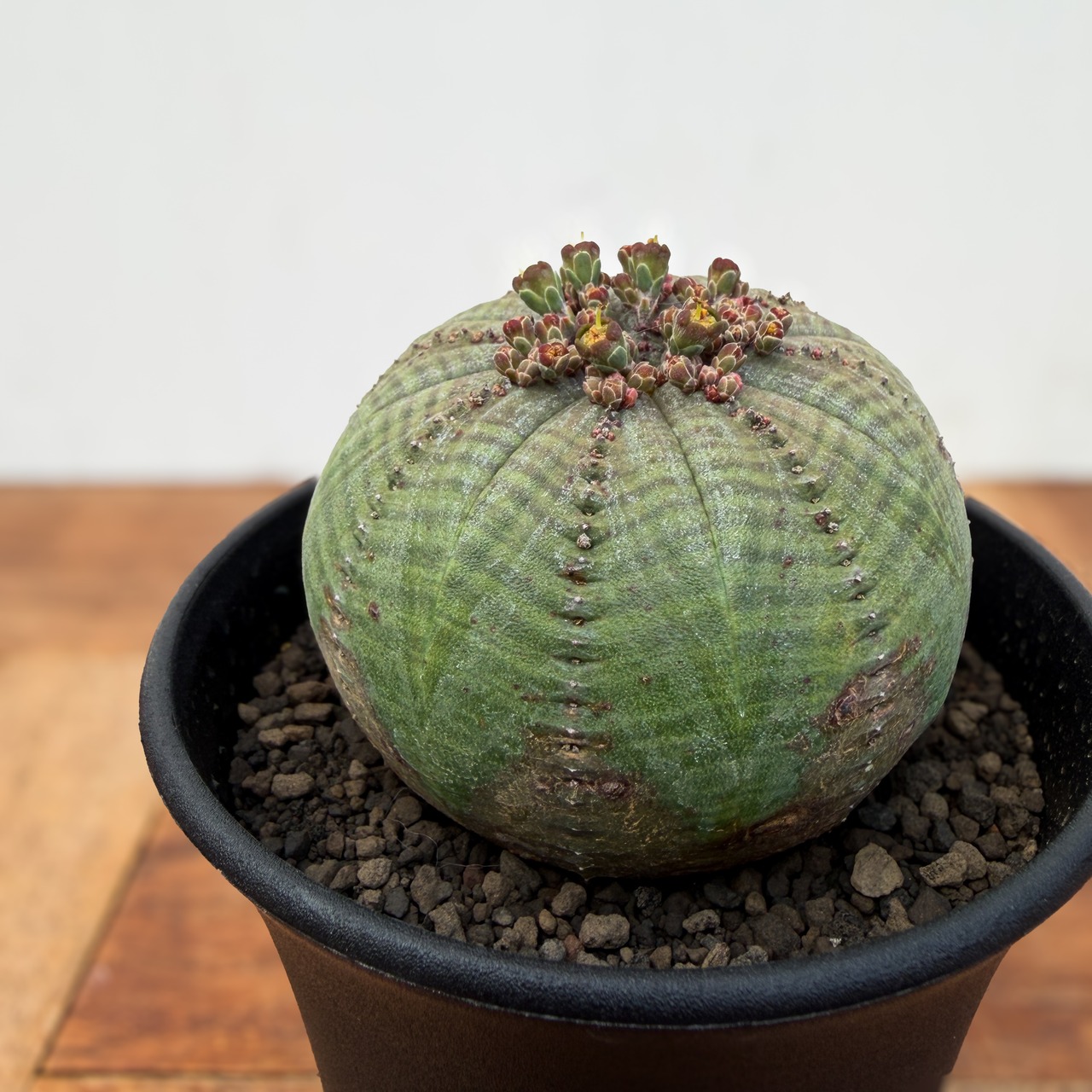 Euphorbia obesa ssp. symmetrica【ユーフォルビア・シンメトリカ】
