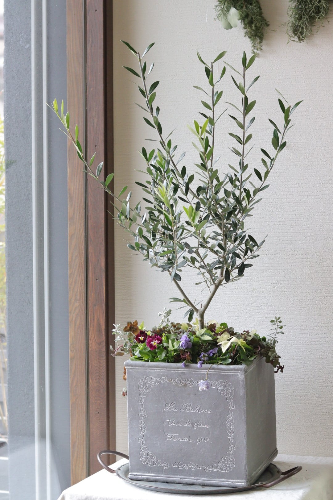 シンボルツリーに❤︎オリーブの株元寄せ植え | Total Plants Egret