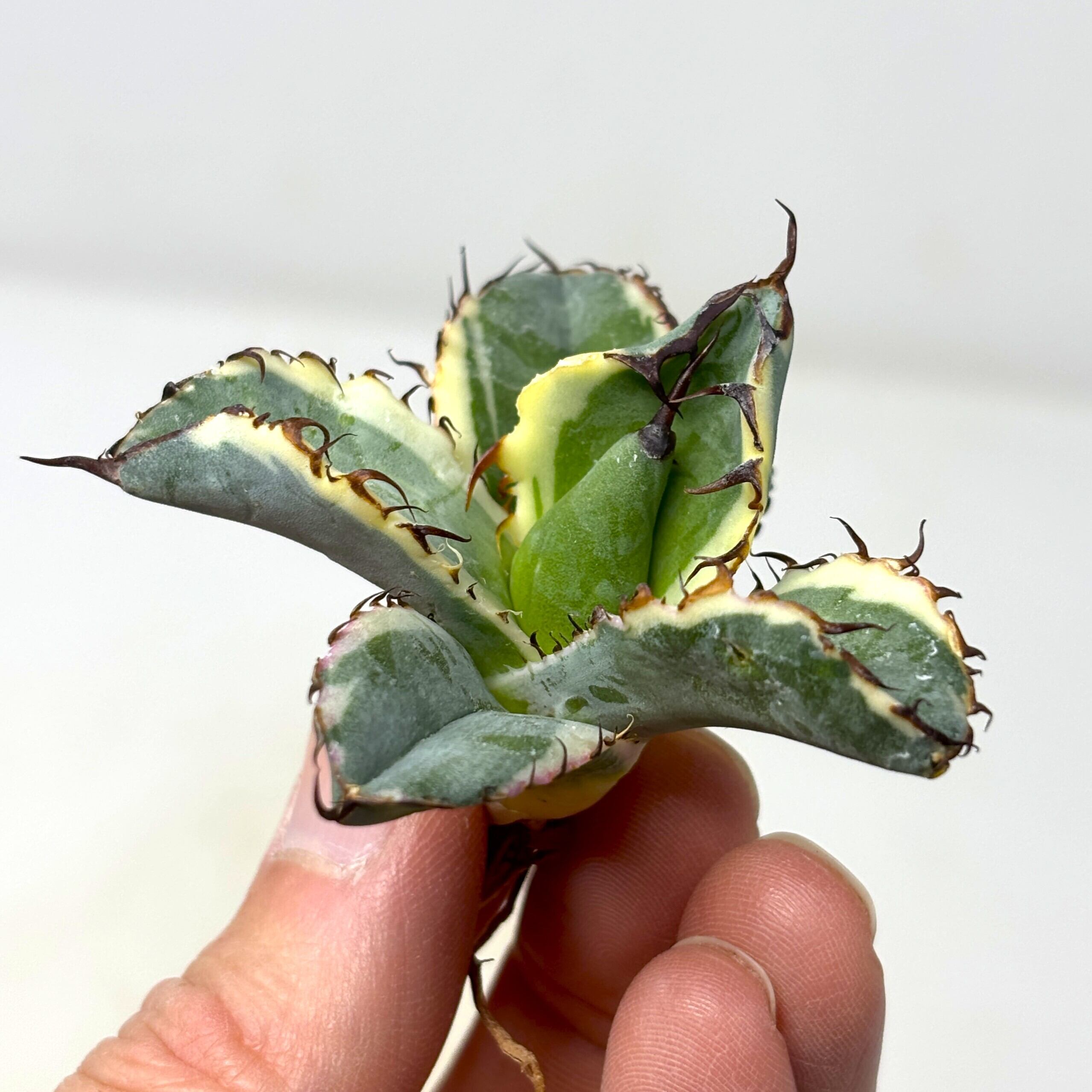 Agave 'Illusion' アガベ イリュージョン HiddenAgave | asit