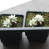 抜き苗 グノマ XS 2～4頭 Dudleya gnoma