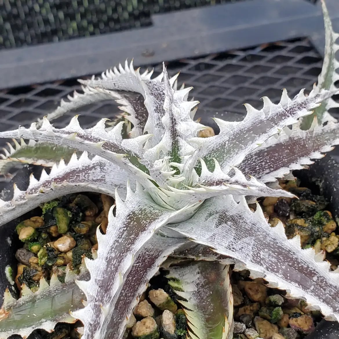 F00611_【SF02】Dyckia 'Samurai' x 'Fat Boy' (Otto Hybrid