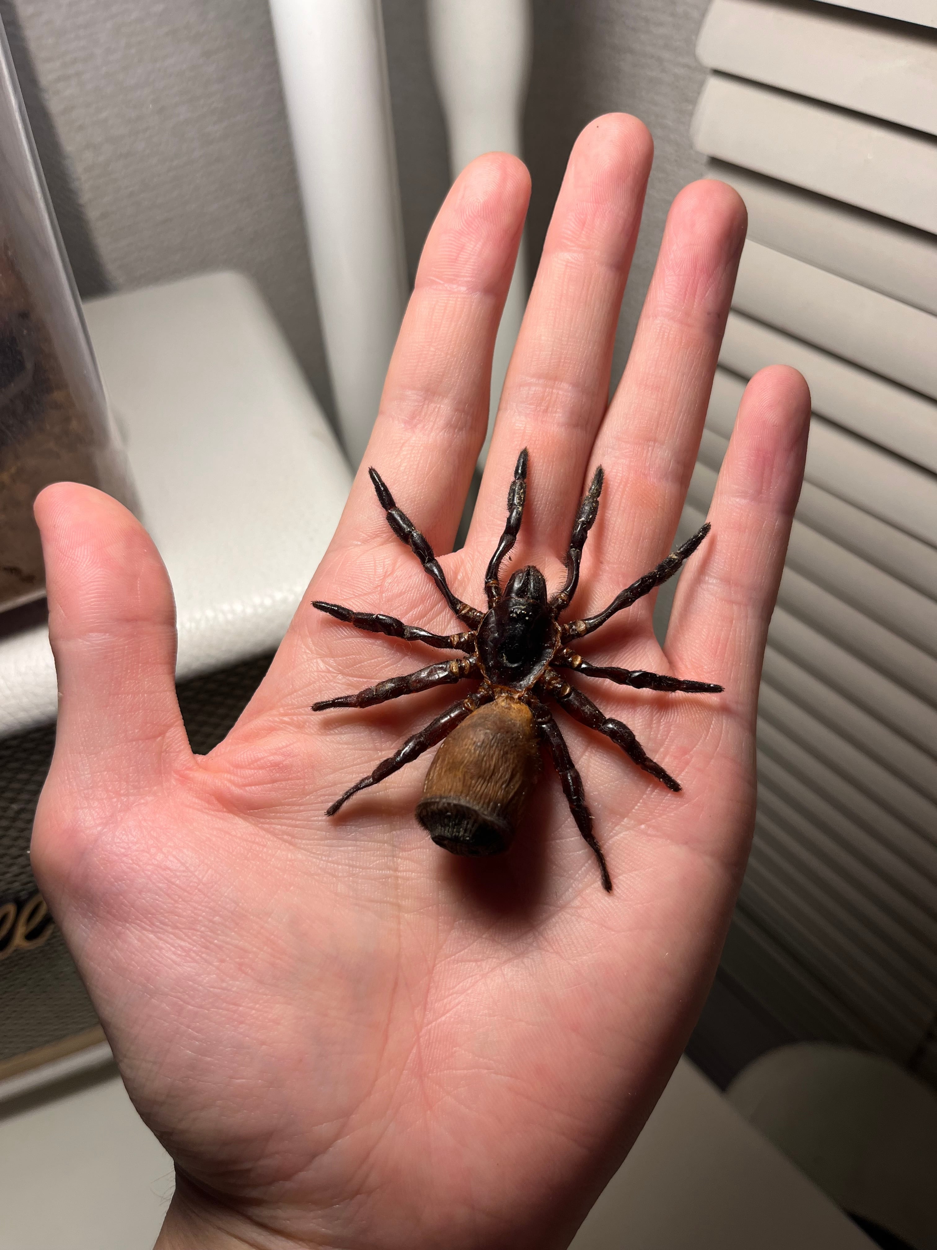 トゥルースパイダー | オモニキチュウ