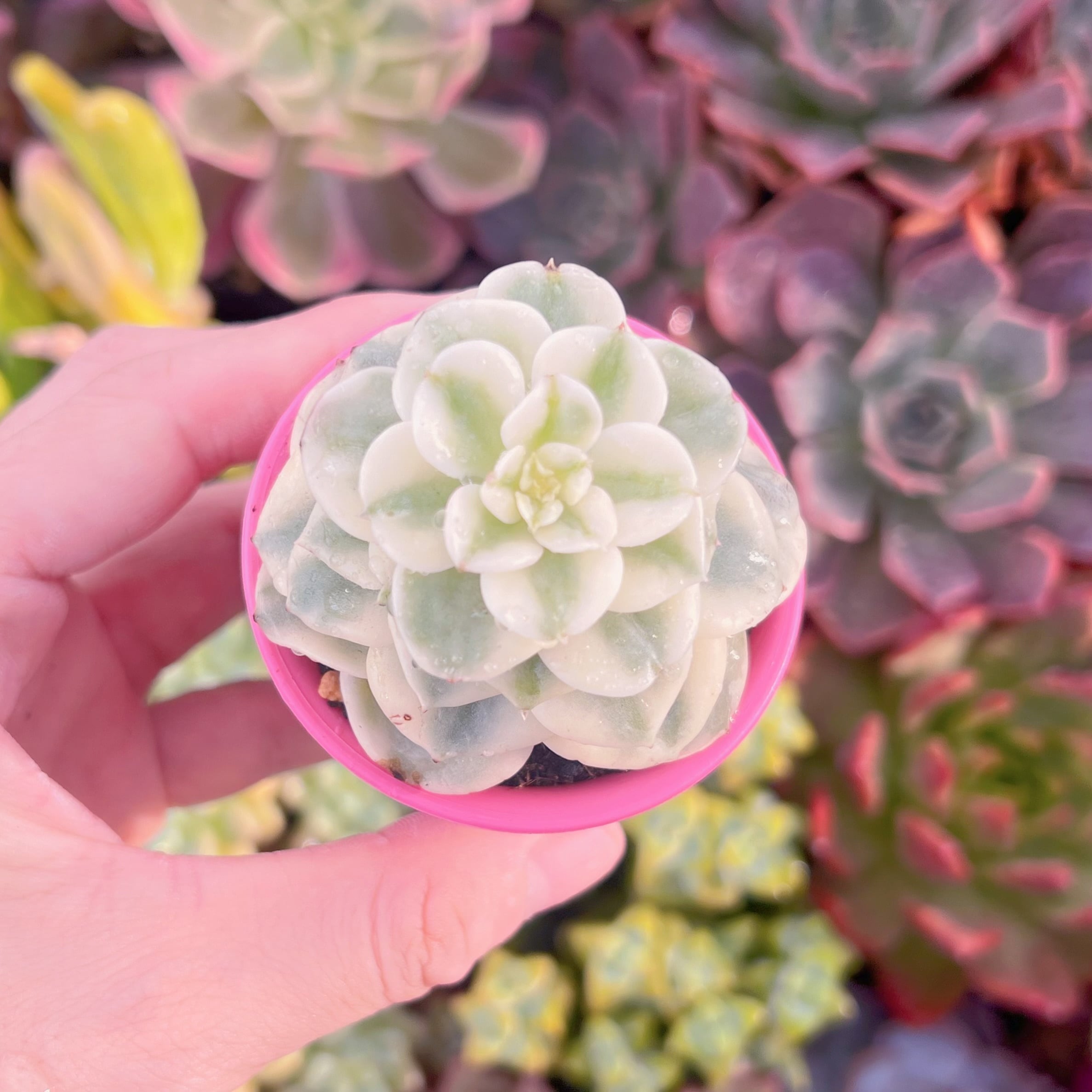 多肉植物　ヌダ錦　新入荷　るる農園