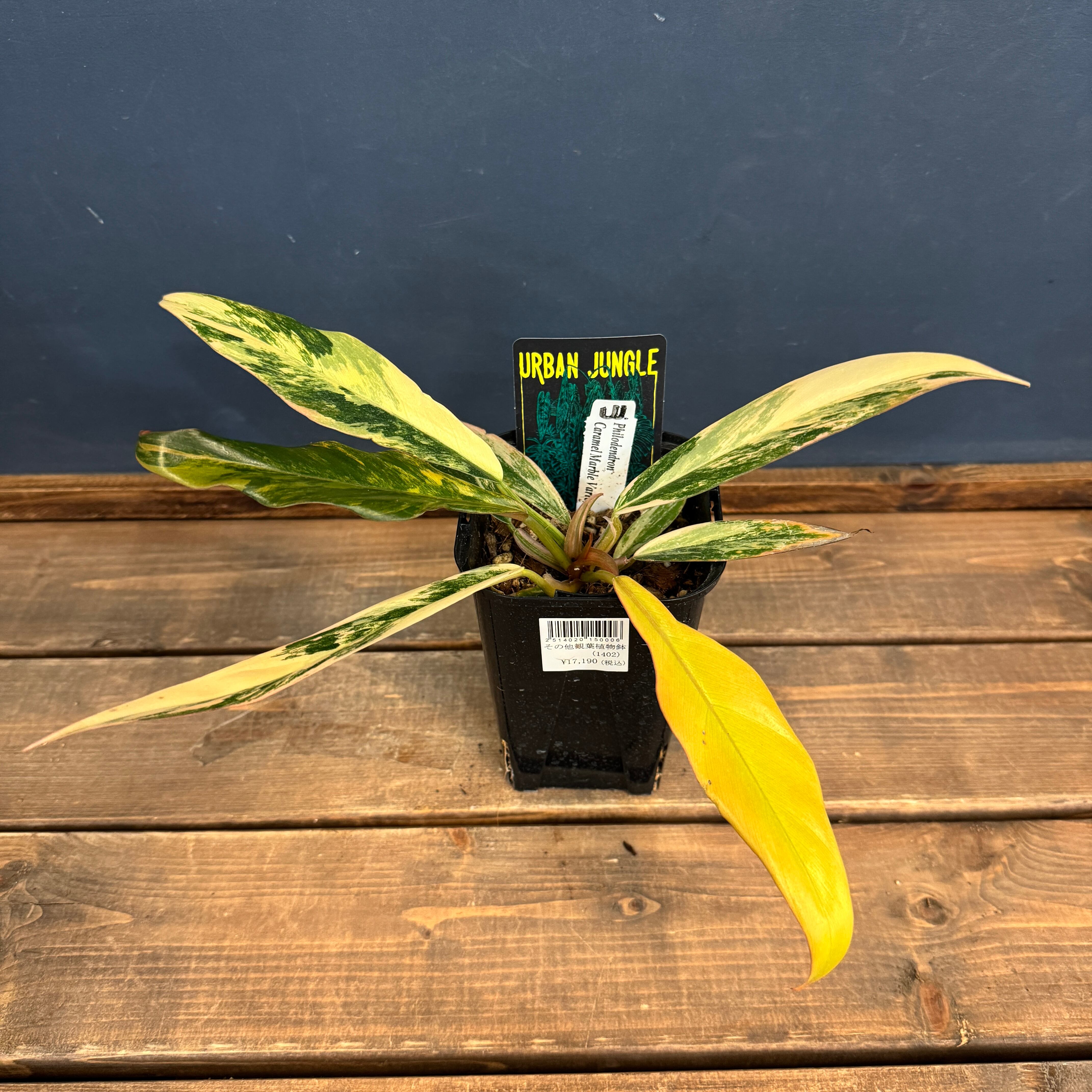 クリアランス】フィロデンドロン キャラメルマーブル【995