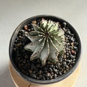 ユーフォルビア・ポリゴナ（白衣ポリゴナ）　Euphorbia polygona