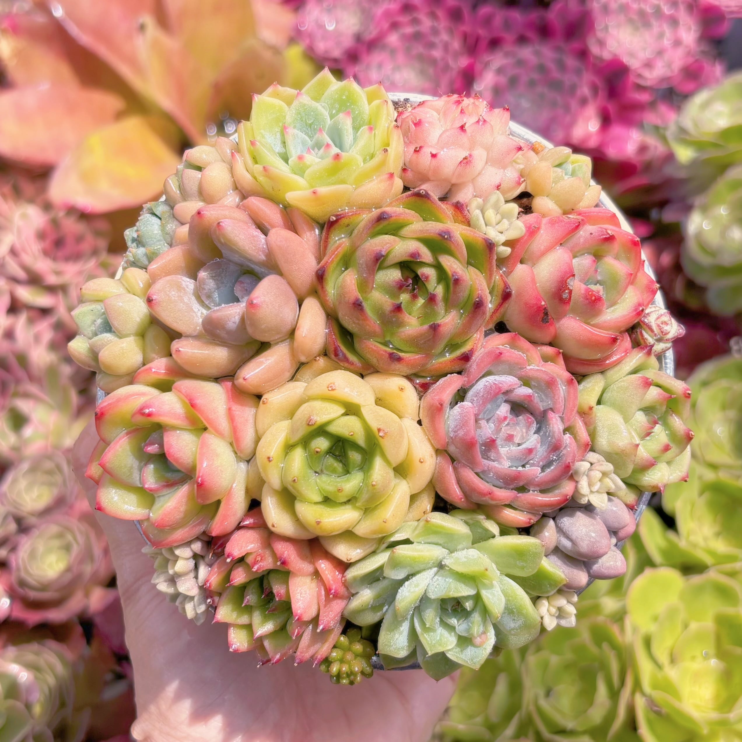 現品　寄せ植えセット#D05　るる農園
