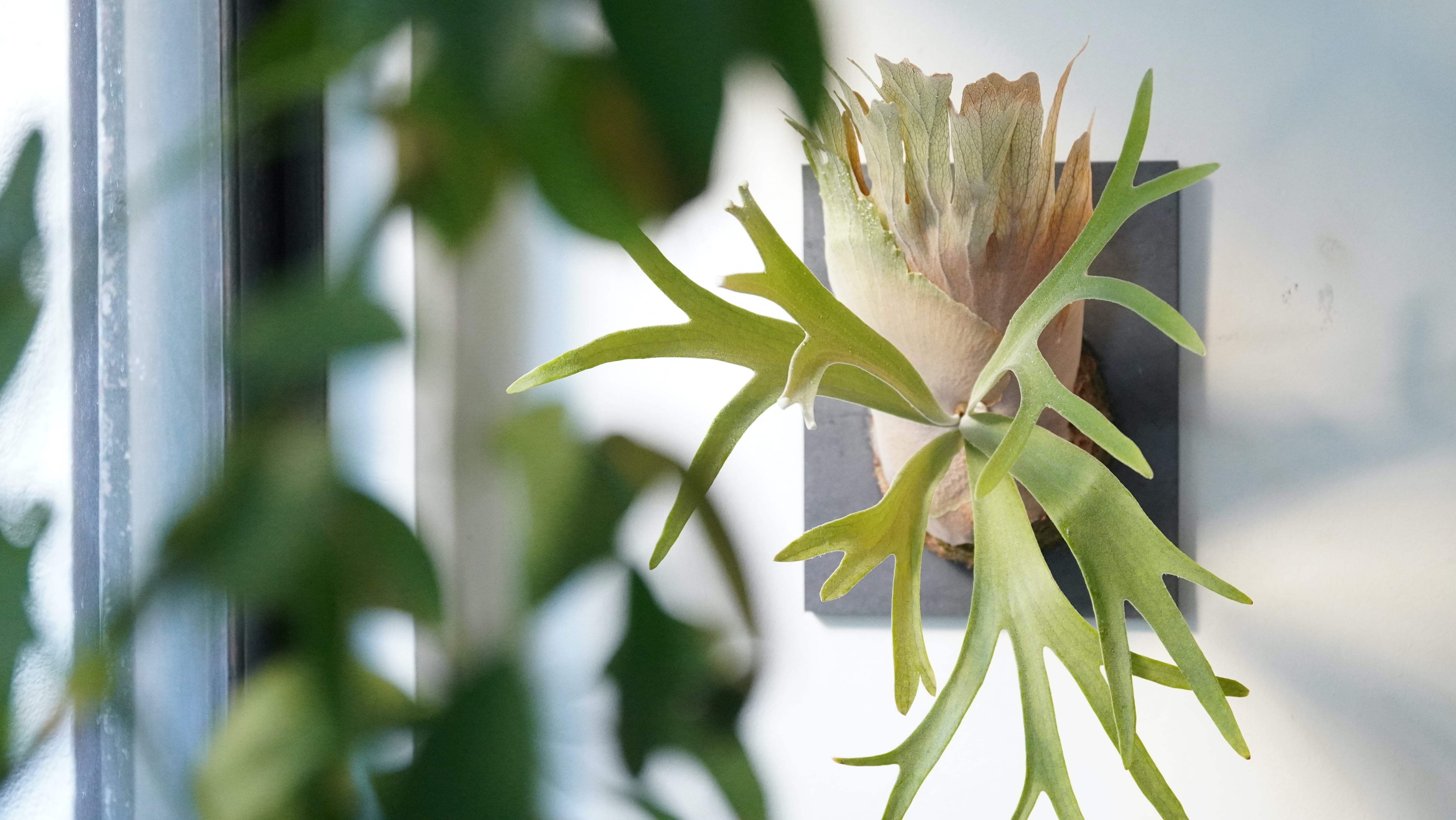 ビカクシダ セット 楽天市場】デジタルカメラ ☆3色あり！☆ KODAK(コダック) FZ55-BK/RD