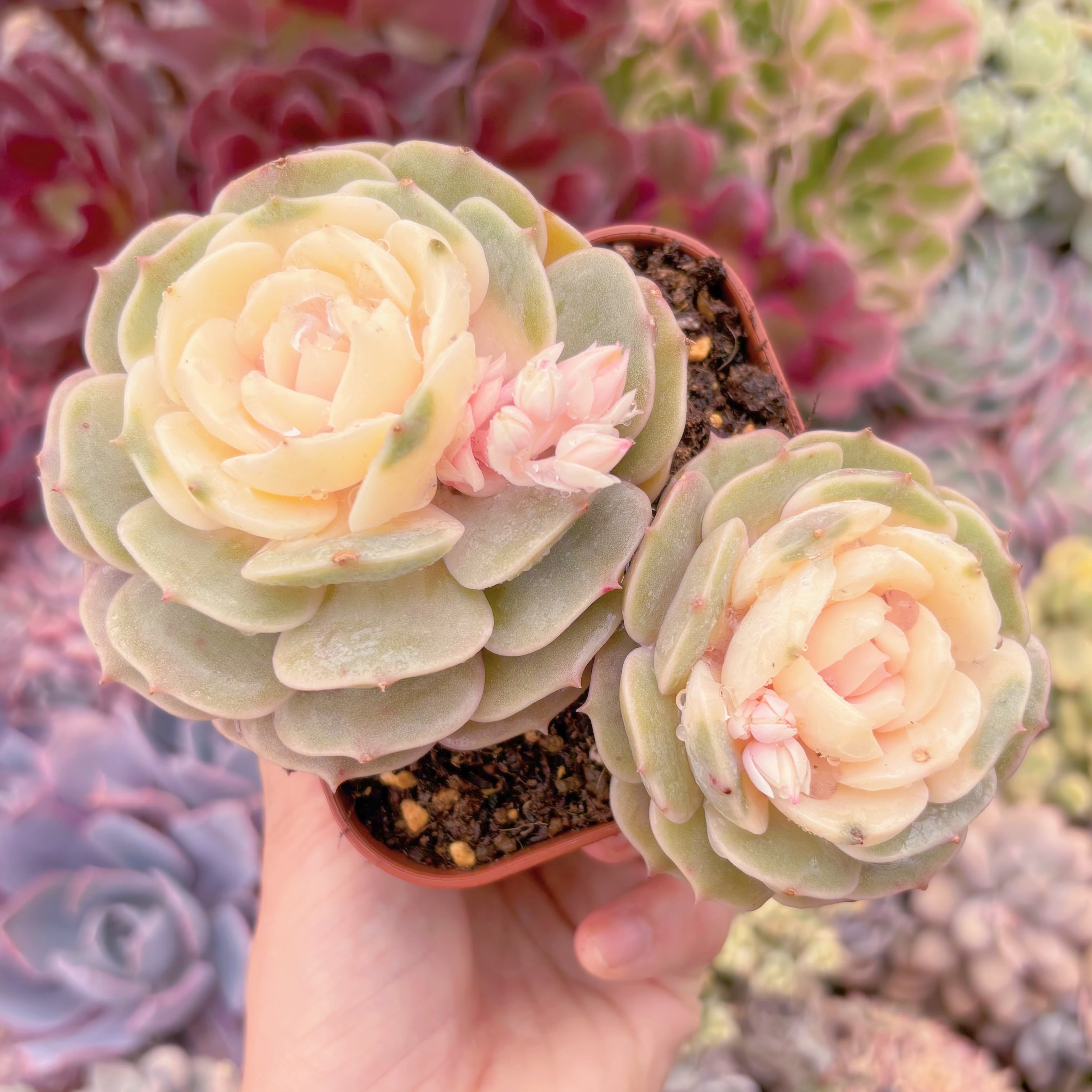 現品　ローラ錦#268　るる農園