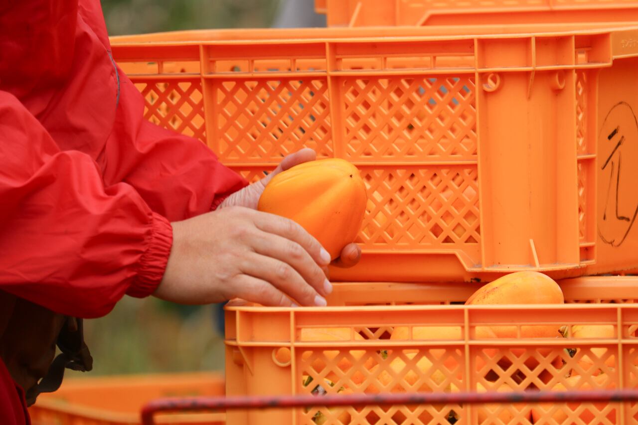 送料半額】ザ・広島ブランド祇園坊あおし柿（渋抜き）6個 | あき