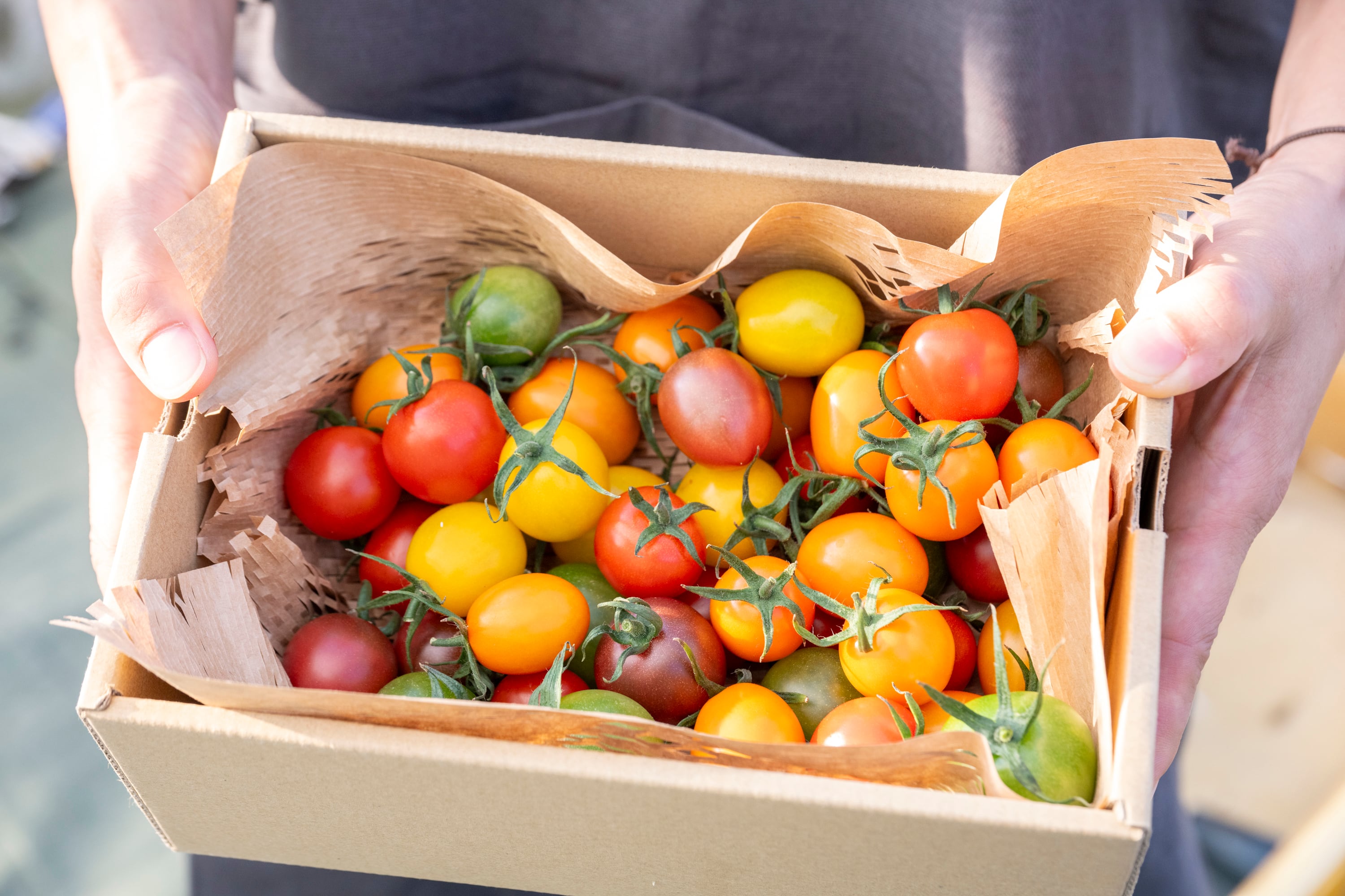 【10%OFF】リコトマト定期便月に一度のお楽しみ全3回