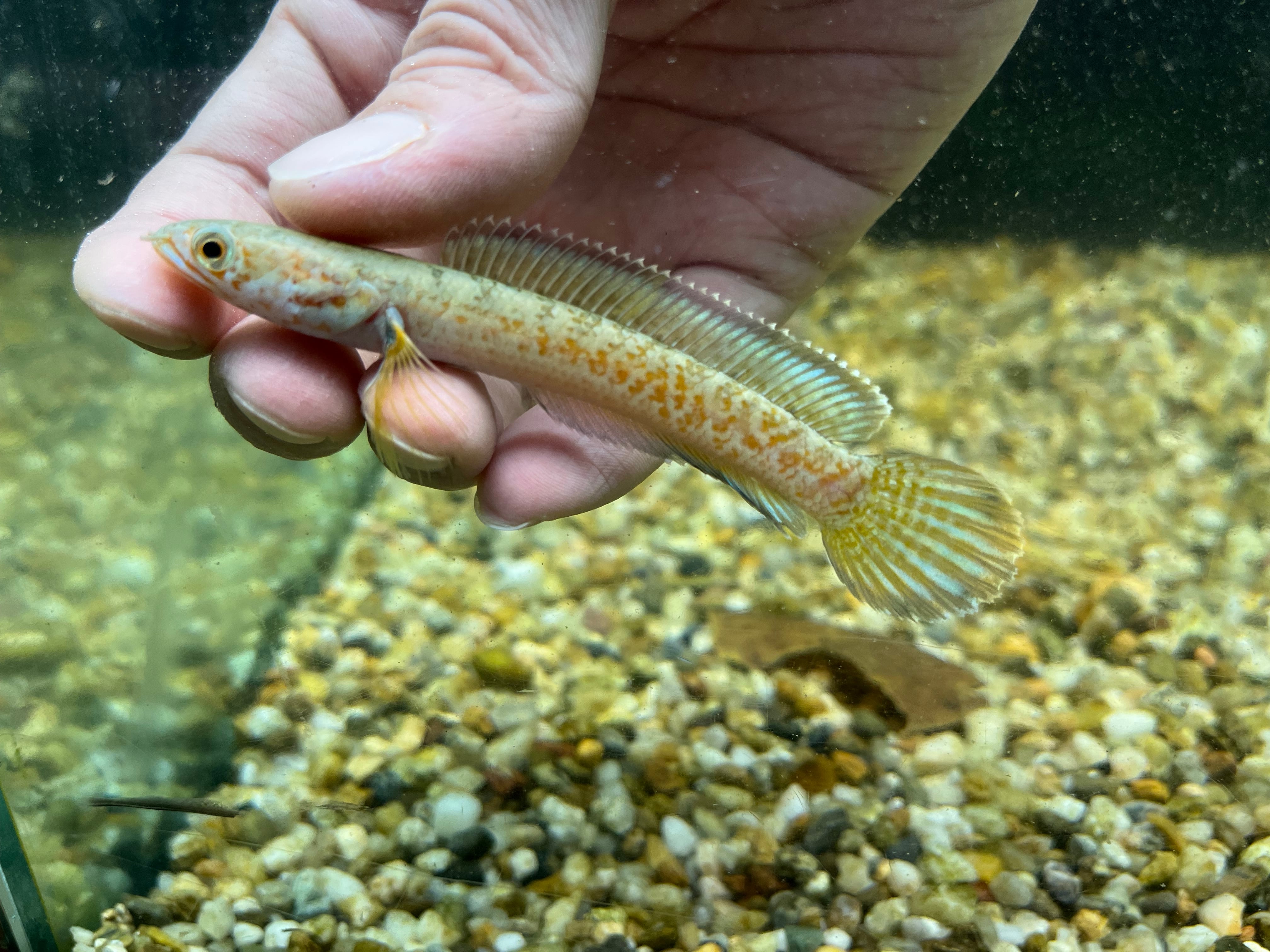 チャンナ・アリストネイ×１（約12cm）ワイルド個体（インド） チャンナアリストネイ(12cm±)上物 WILD - m8堂