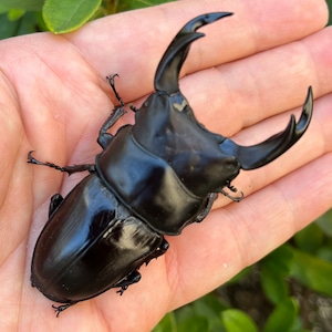 【希少産地・美形・新成虫】長崎県対馬市産オオクワガタペア（♂75mm） #674211