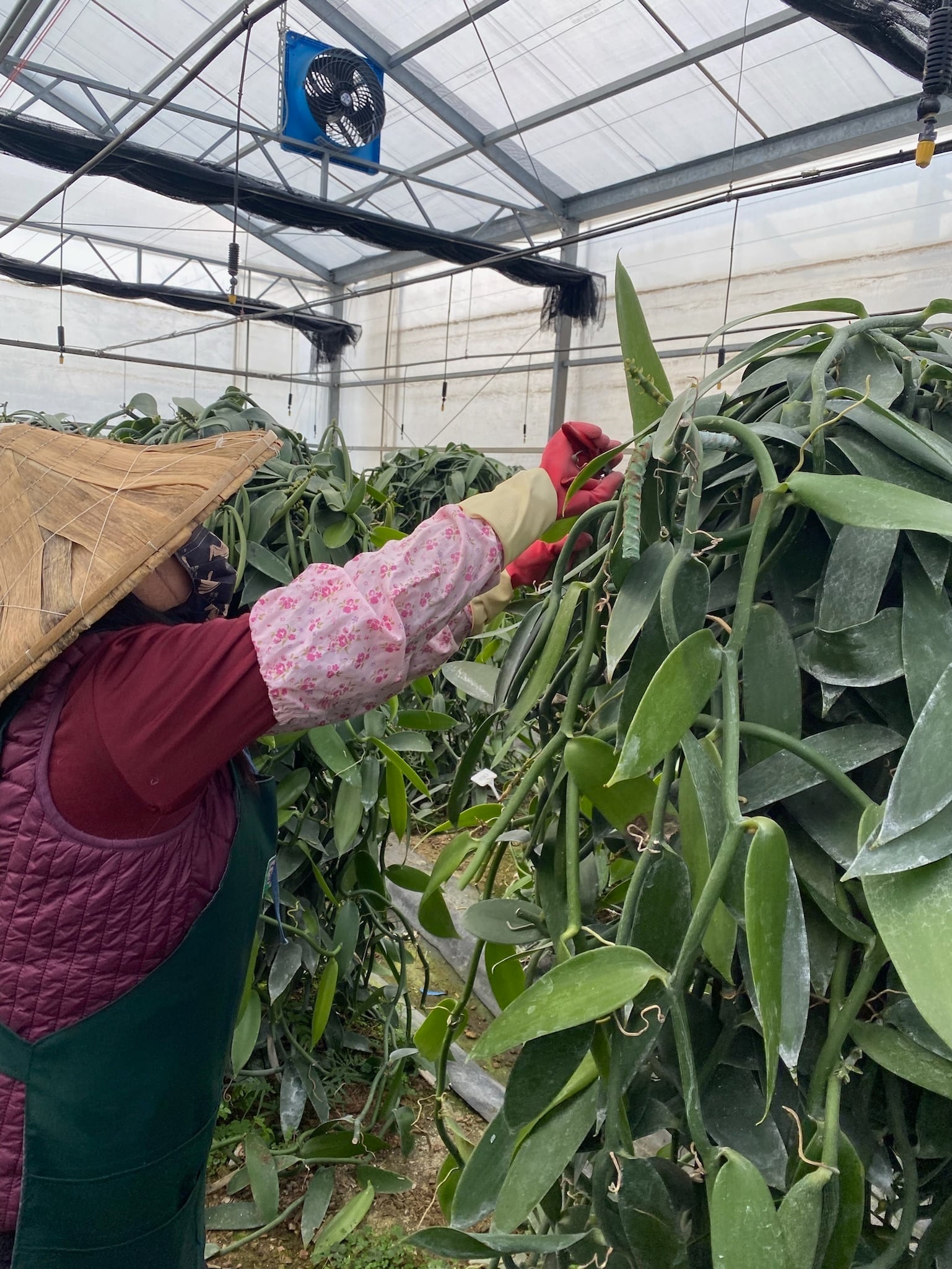 BonBon Vanilla】台湾産オーガニックバニラビーンズ Aグレード・お買得