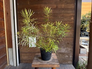＜専用＞　260729