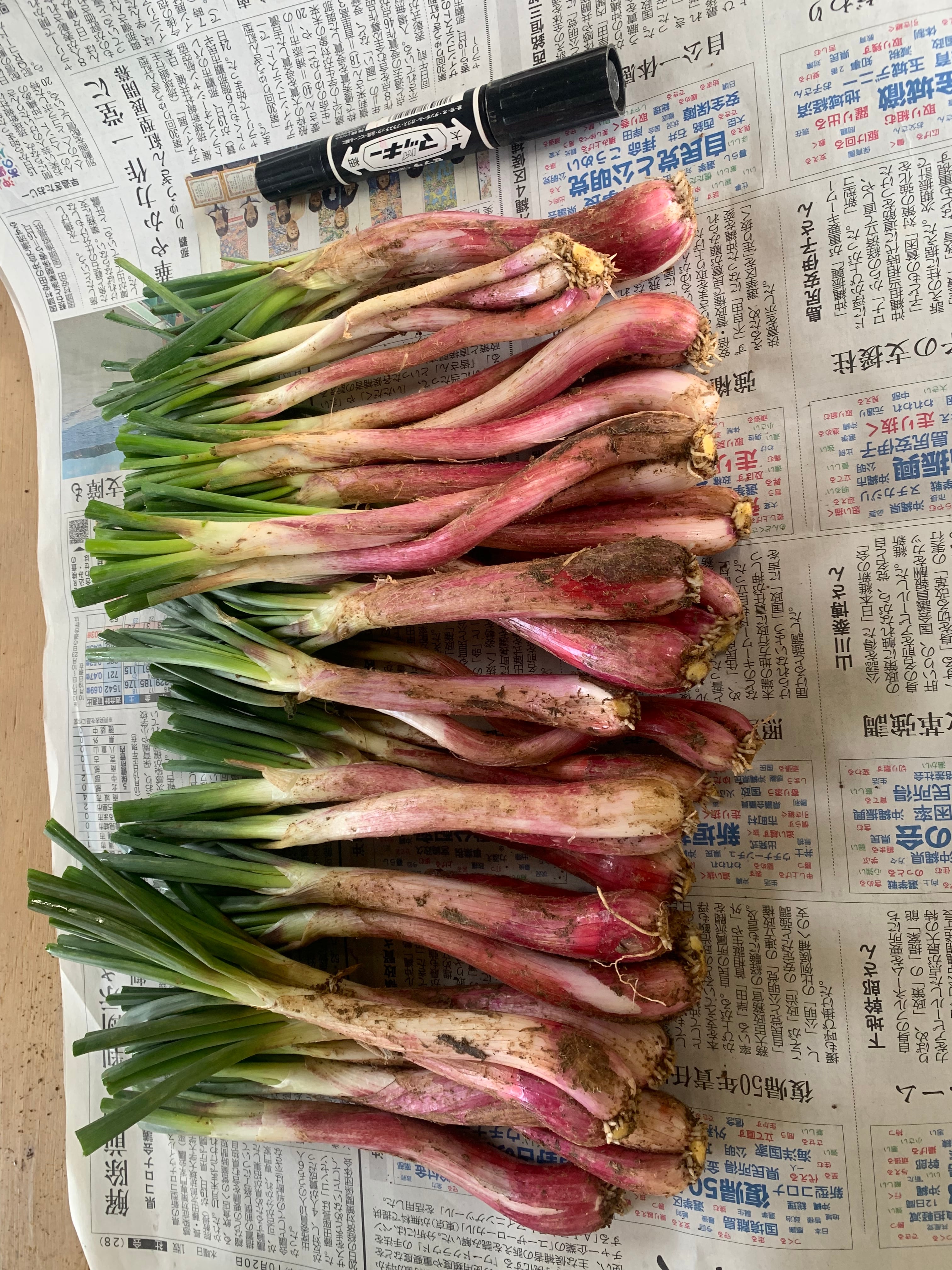 伊江島産 エシャレット種1000本-