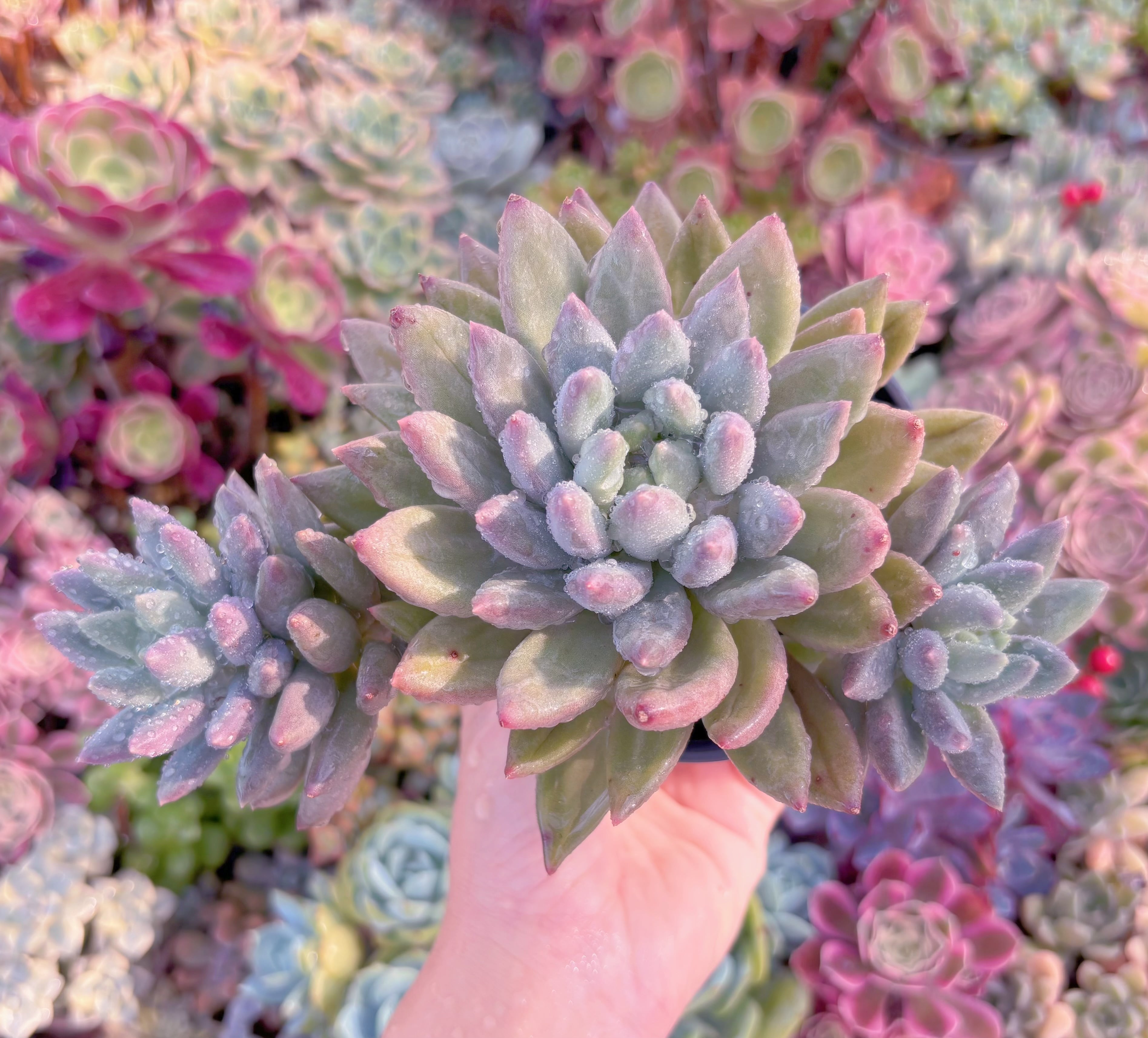 現品　レッドドラゴンフライ#B45　大苗　るる農園