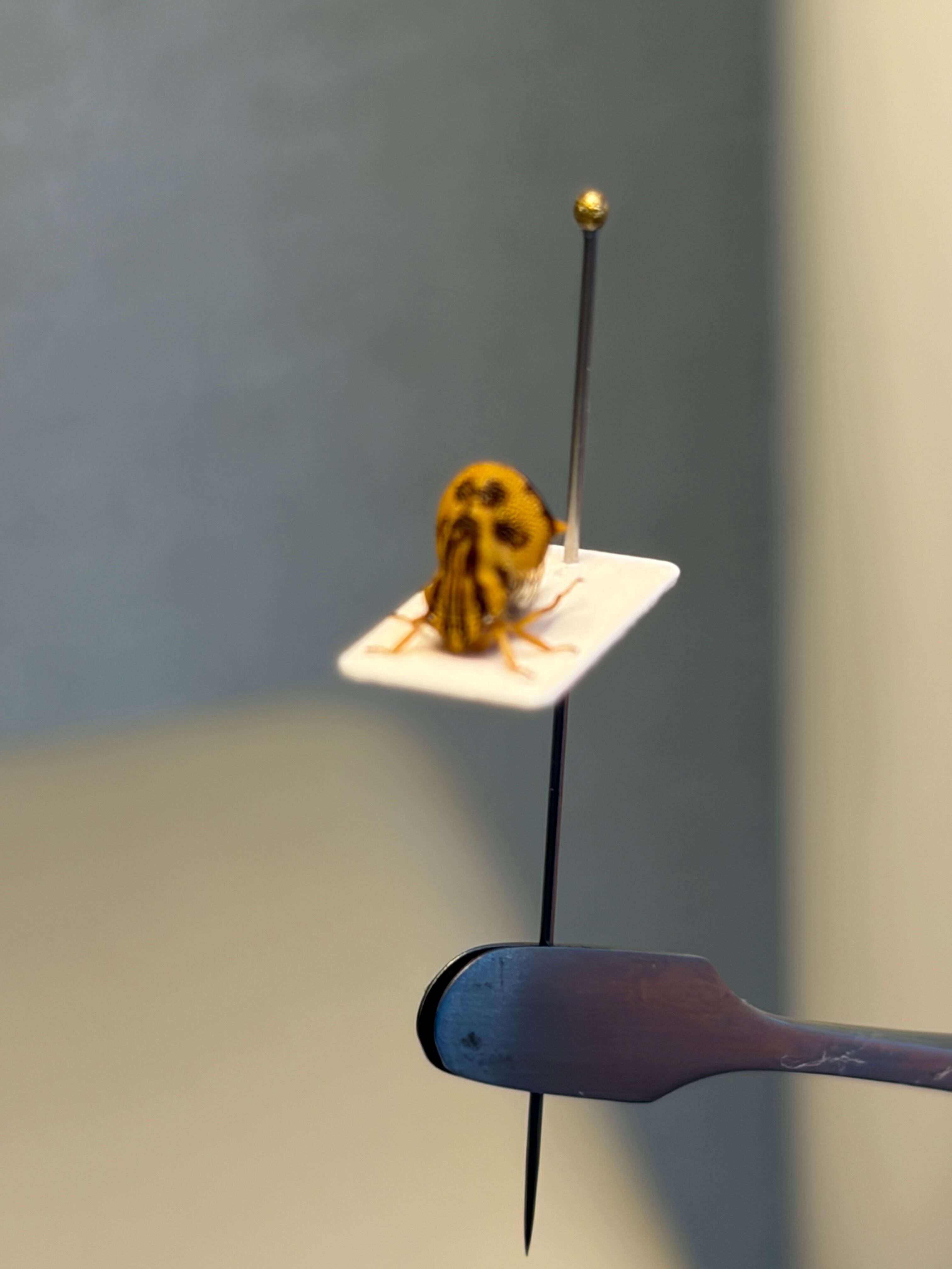 完璧髑髏】パンダヘルメットツノゼミ台紙貼 Anchistrotus sp.セミ