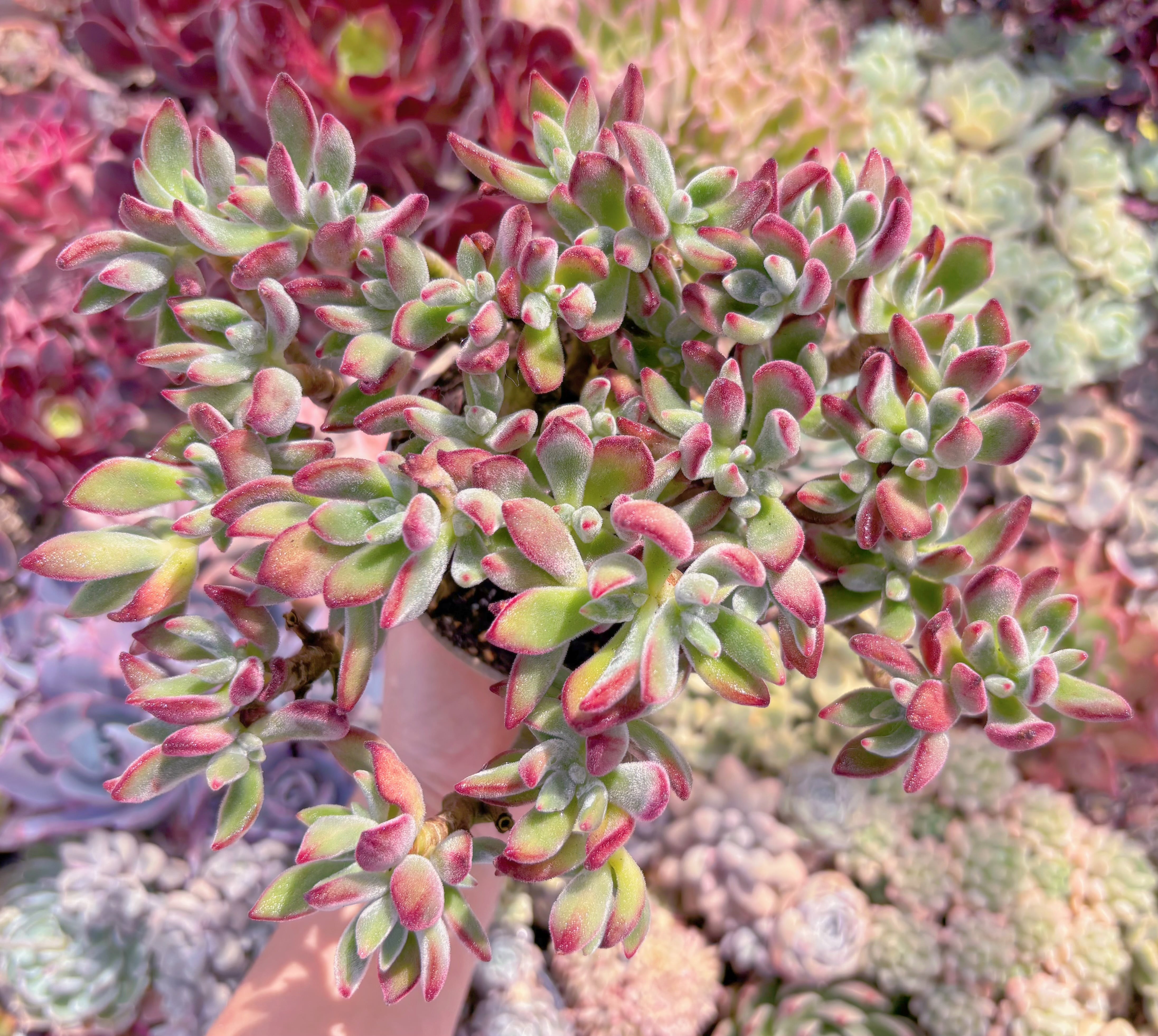 多肉植物　錦晃星　大苗　新入荷　るる農園