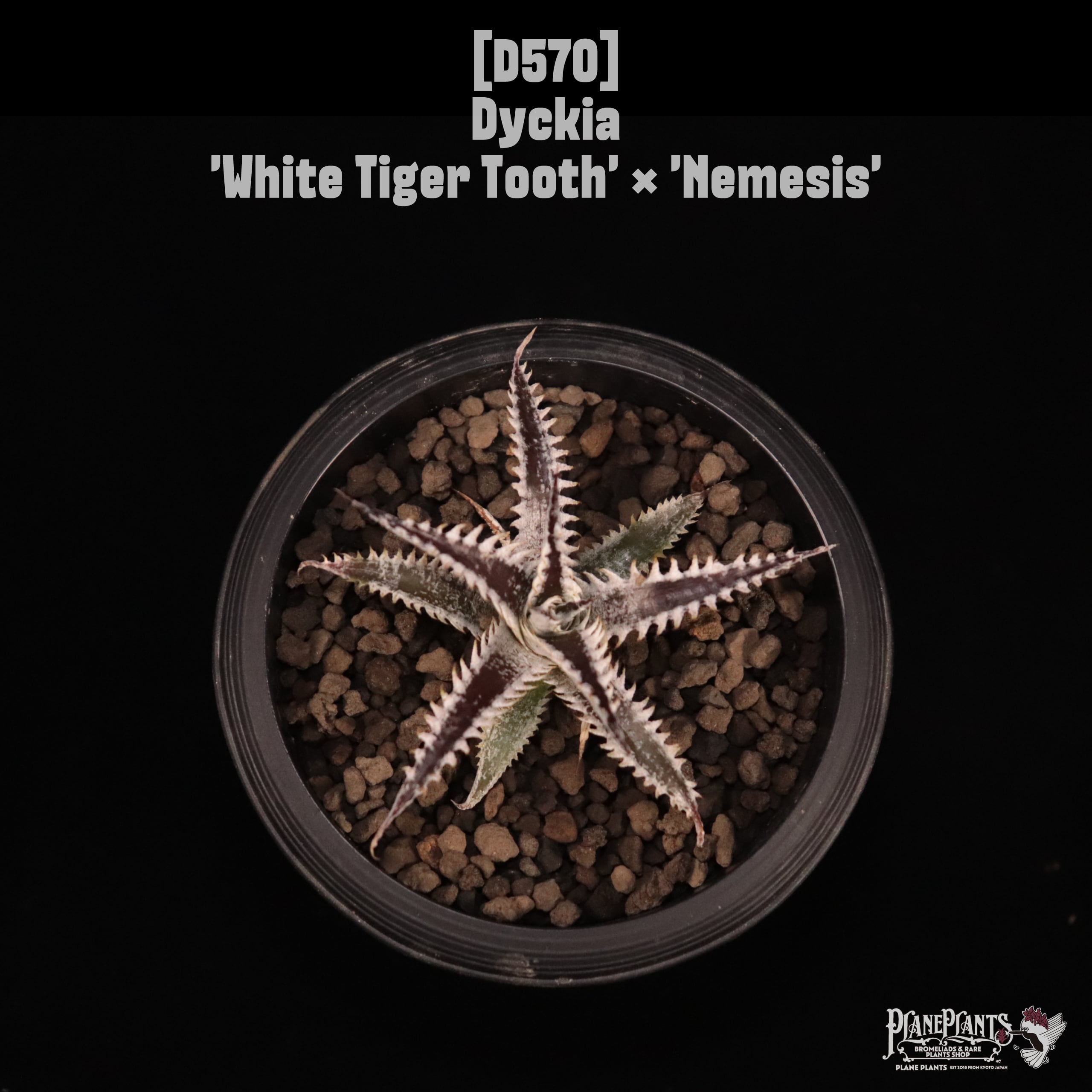 Dyckia | plane plants