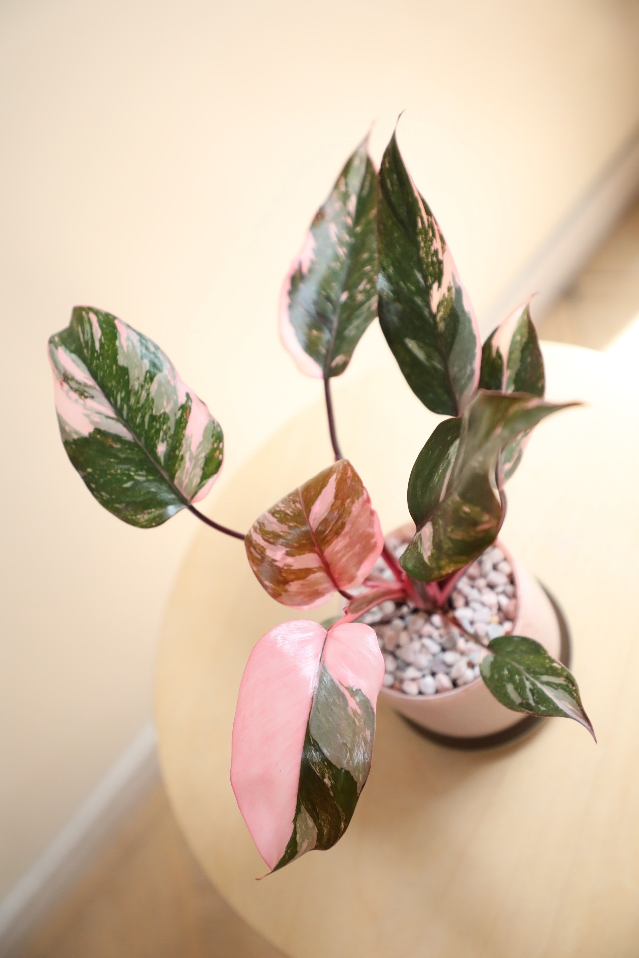 【M】フィロデンドロン ピンクプリンセス/Philodendron Pink Princess