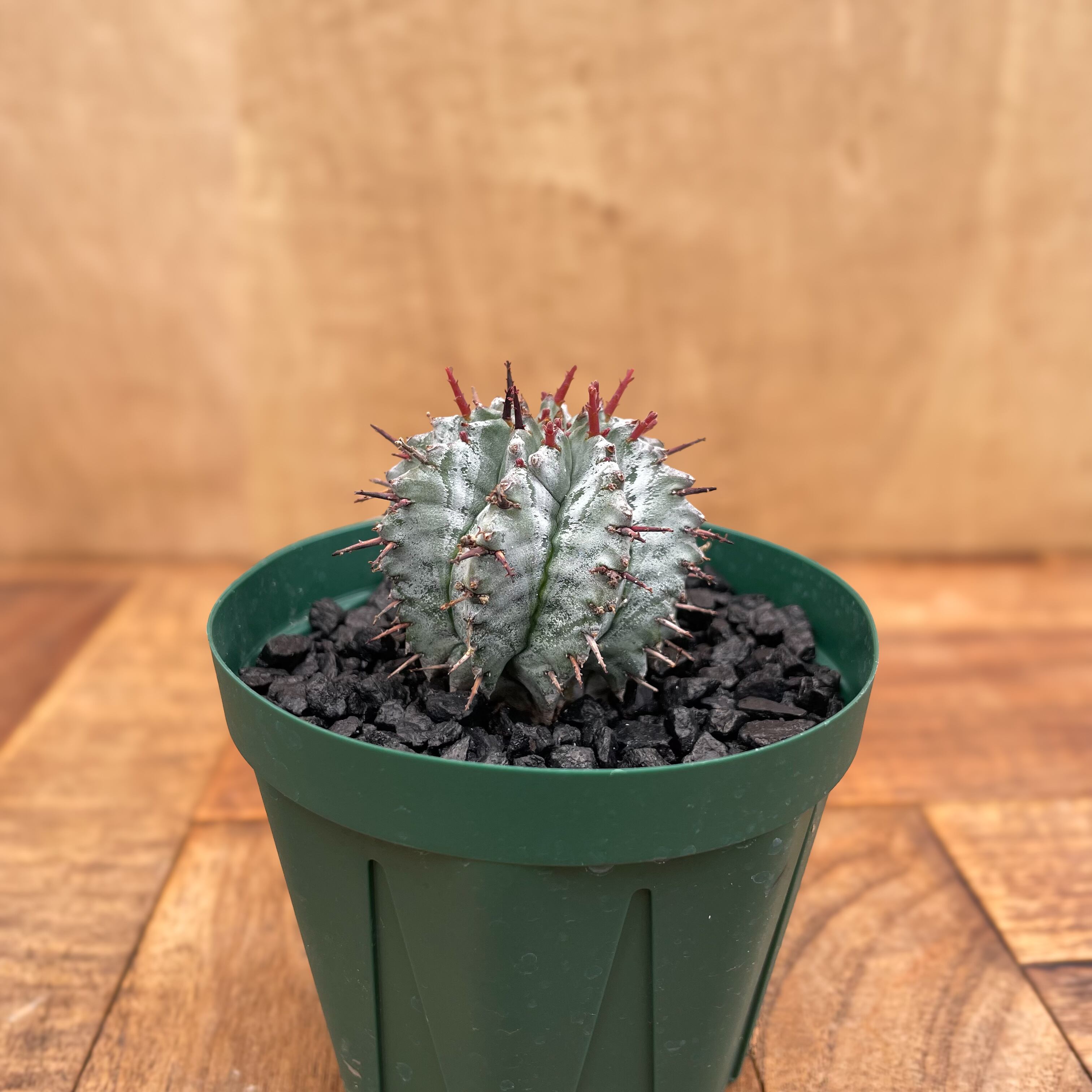 Euphorbia horrida【ユーフォルビア・ホリダ】 | RIMO