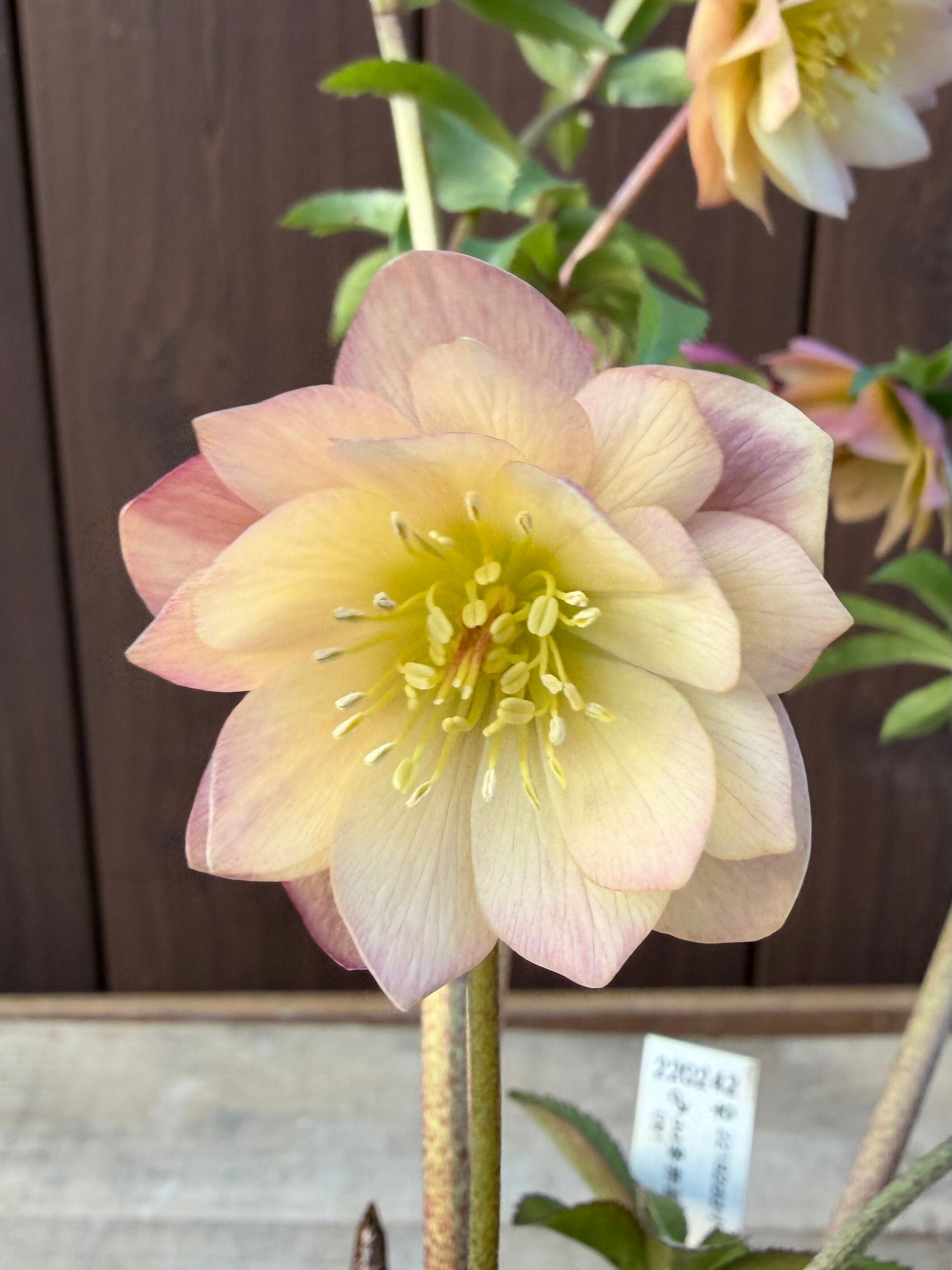 アプリコットイエローグロス微香 ※蕾無し特価 加藤農園 クリスマス